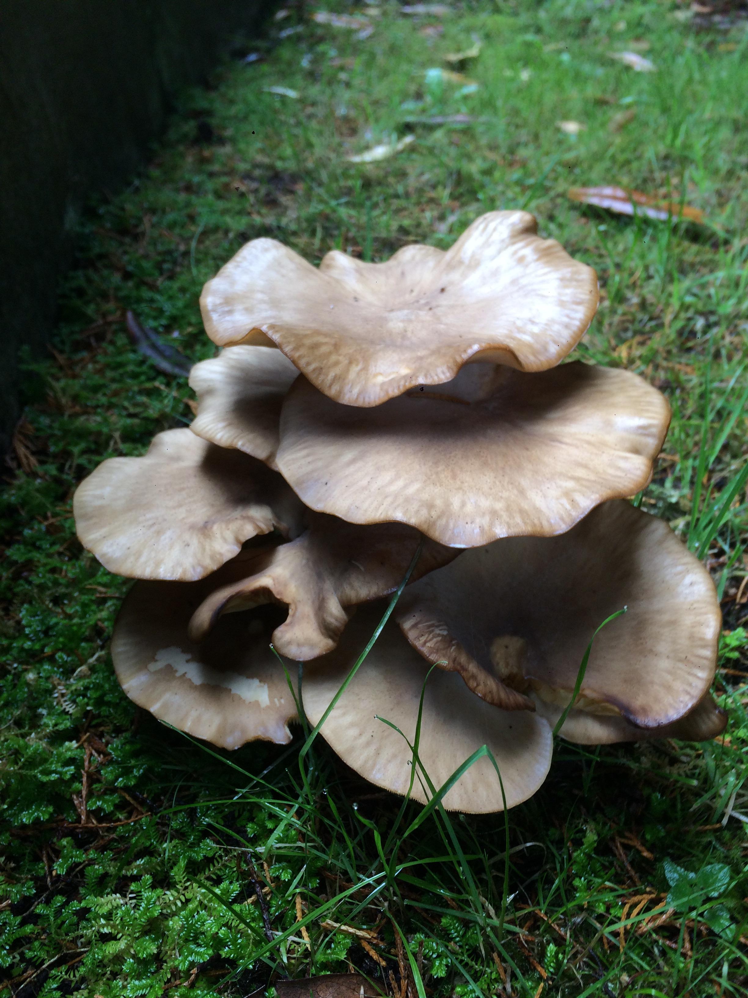 New to Mycology and trying to learn a bit. Can anyone help me identify