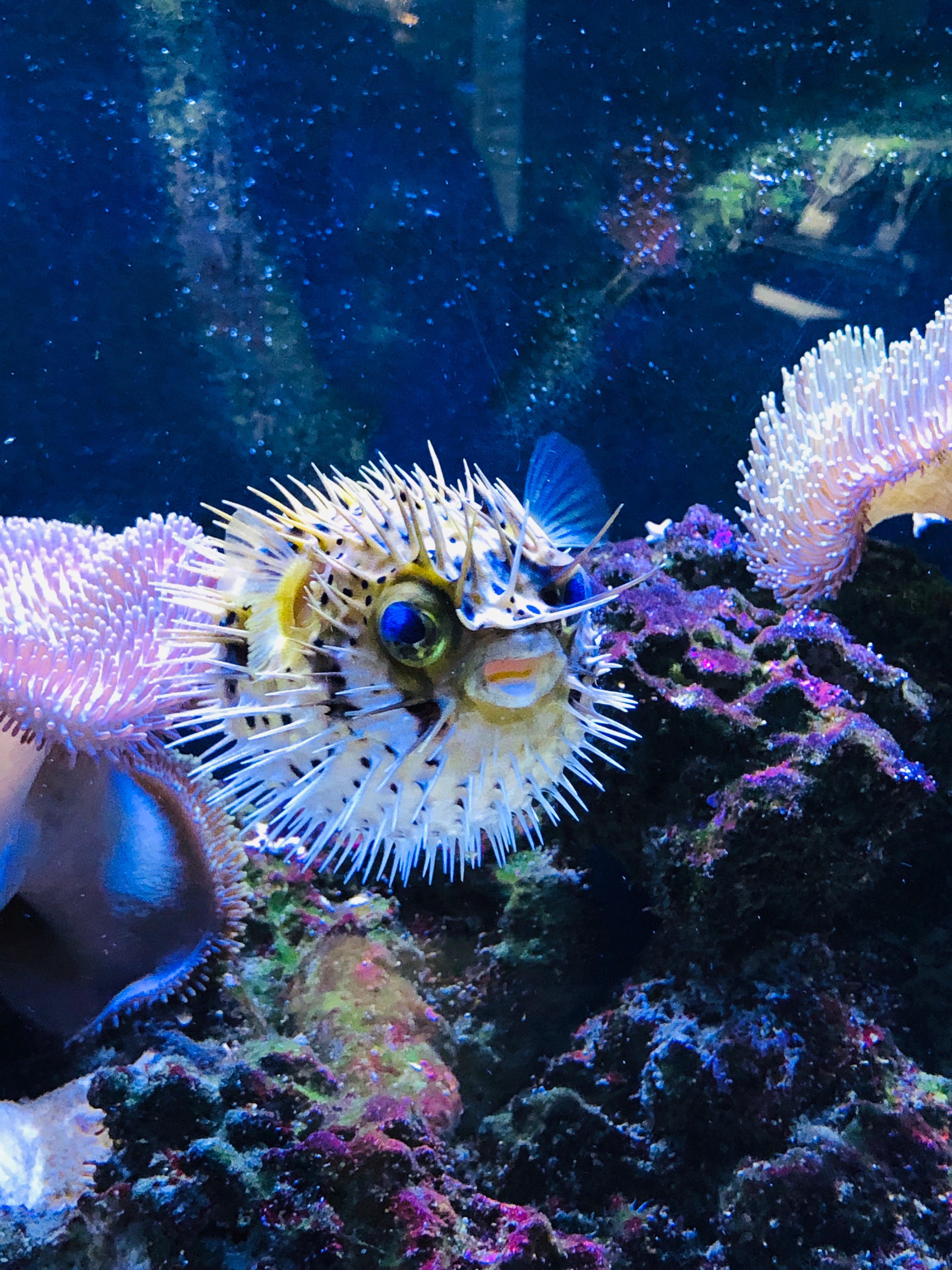 My baby porcupine pufferfish Quilliam having a little evening stretch