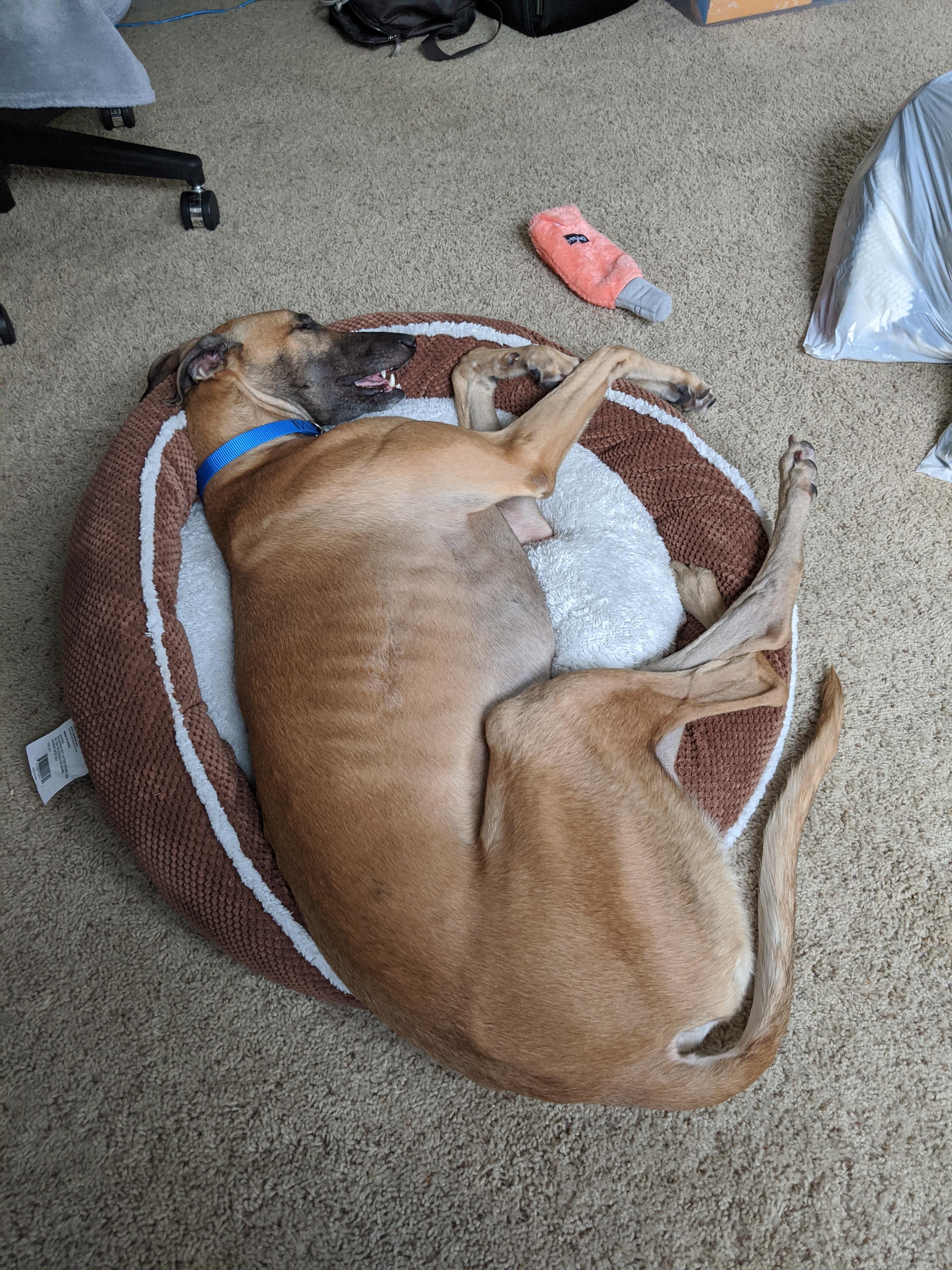 Bed too small? No problem 👌 r/Greyhounds