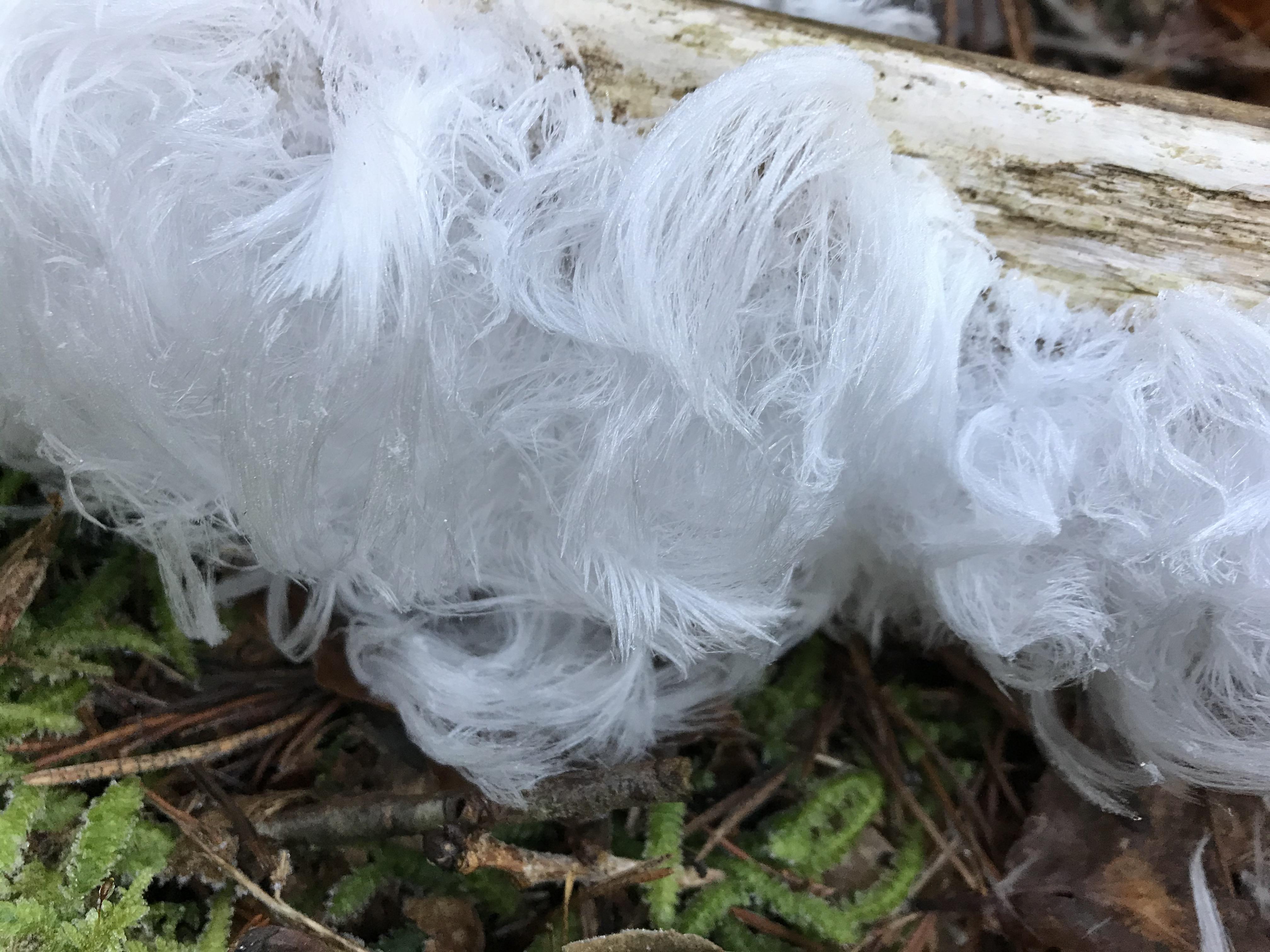 Hair ice today, in southern Norway (In Norwegian it is also called hair