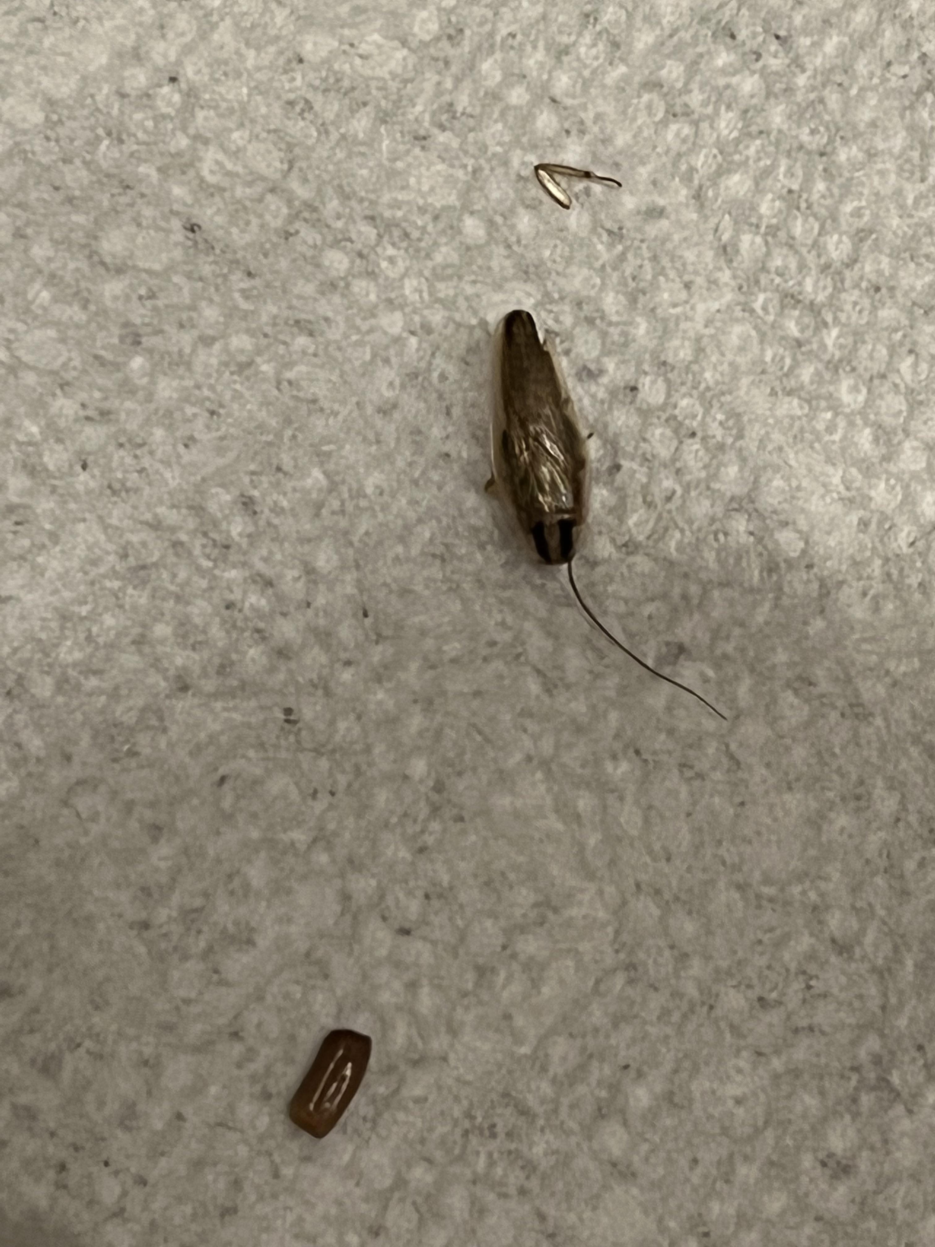 What type of roach is this? Louisiana, USA r/whatisthisbug