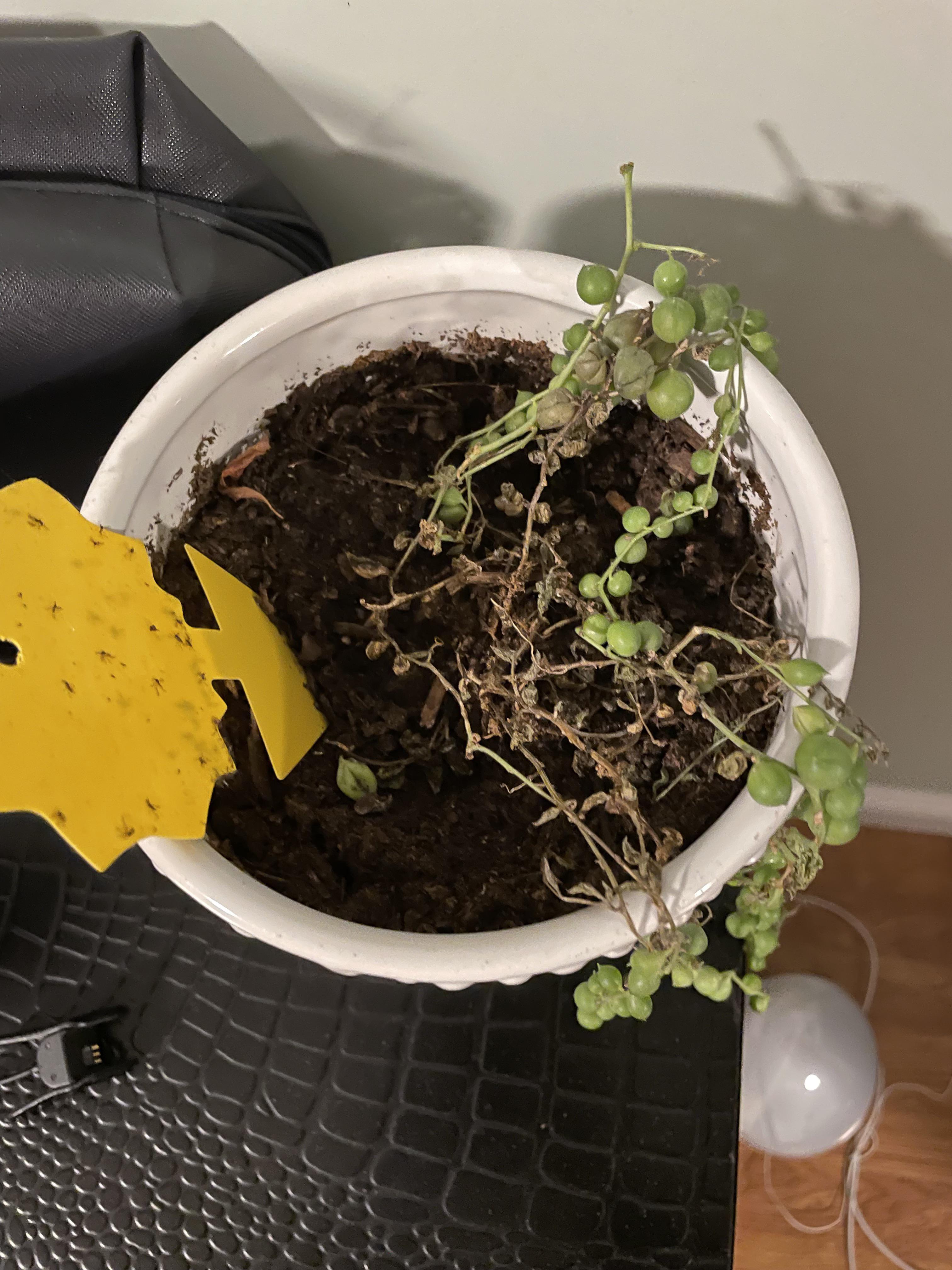 String of pearls is rapidly dying. It is browning from roots and