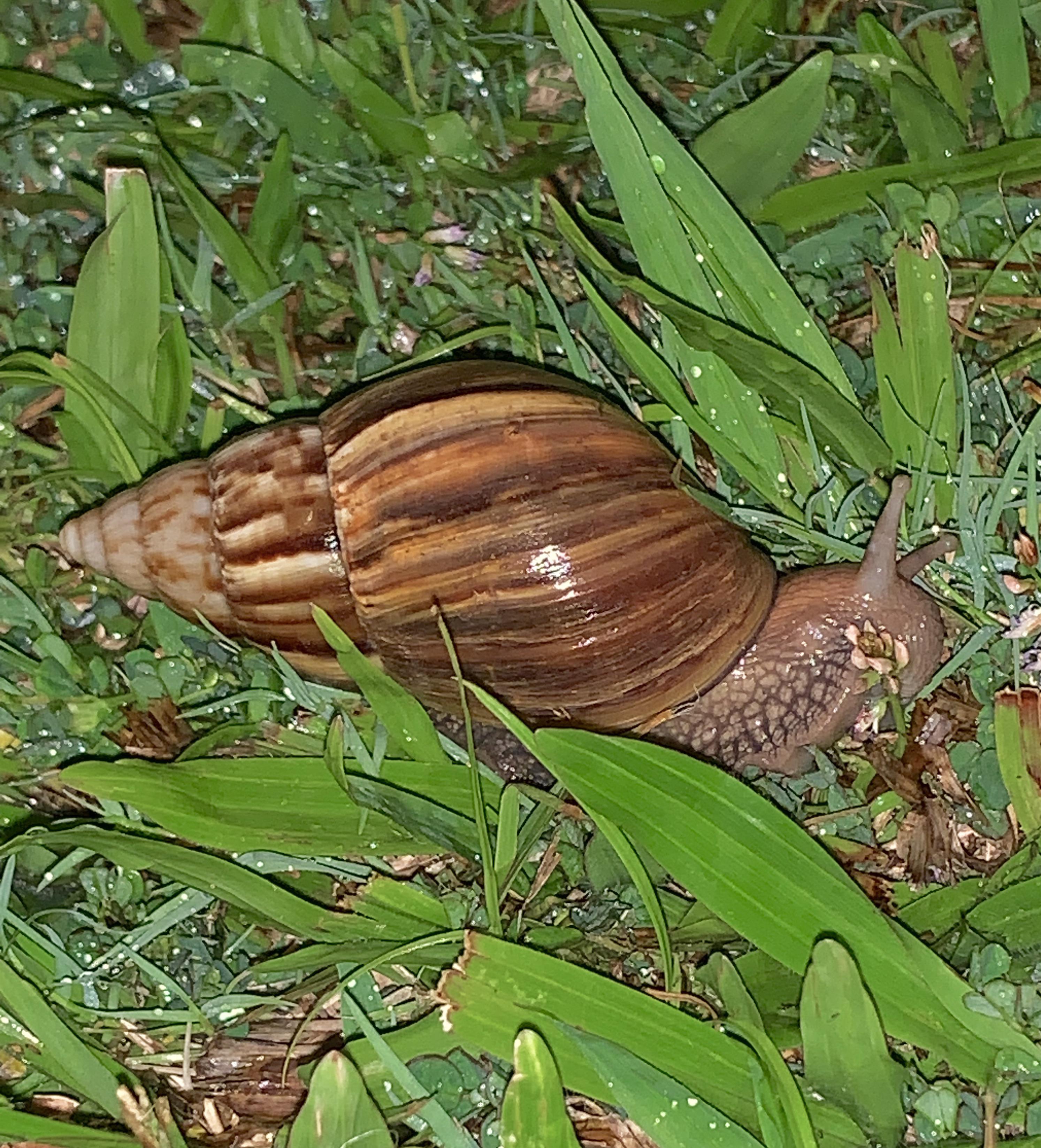 Found a Giant African Land Snail eating dinner outside my apartment