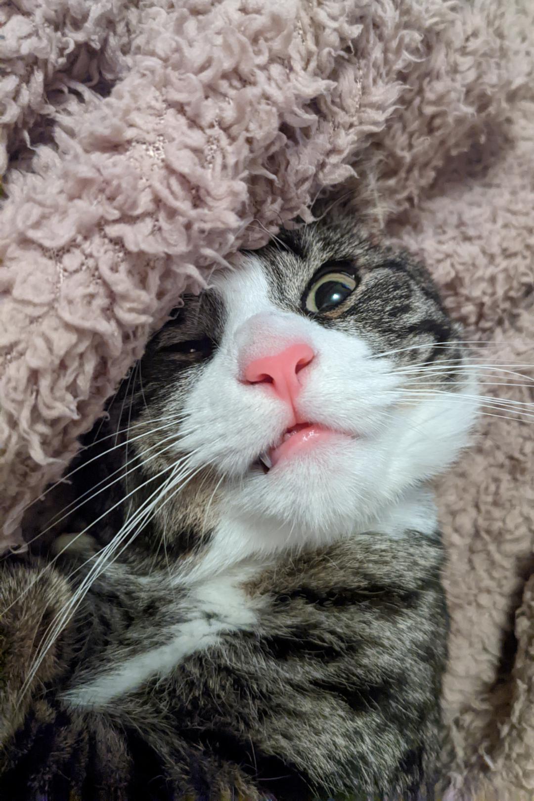 Crooked smile and a boopable nose r/cats