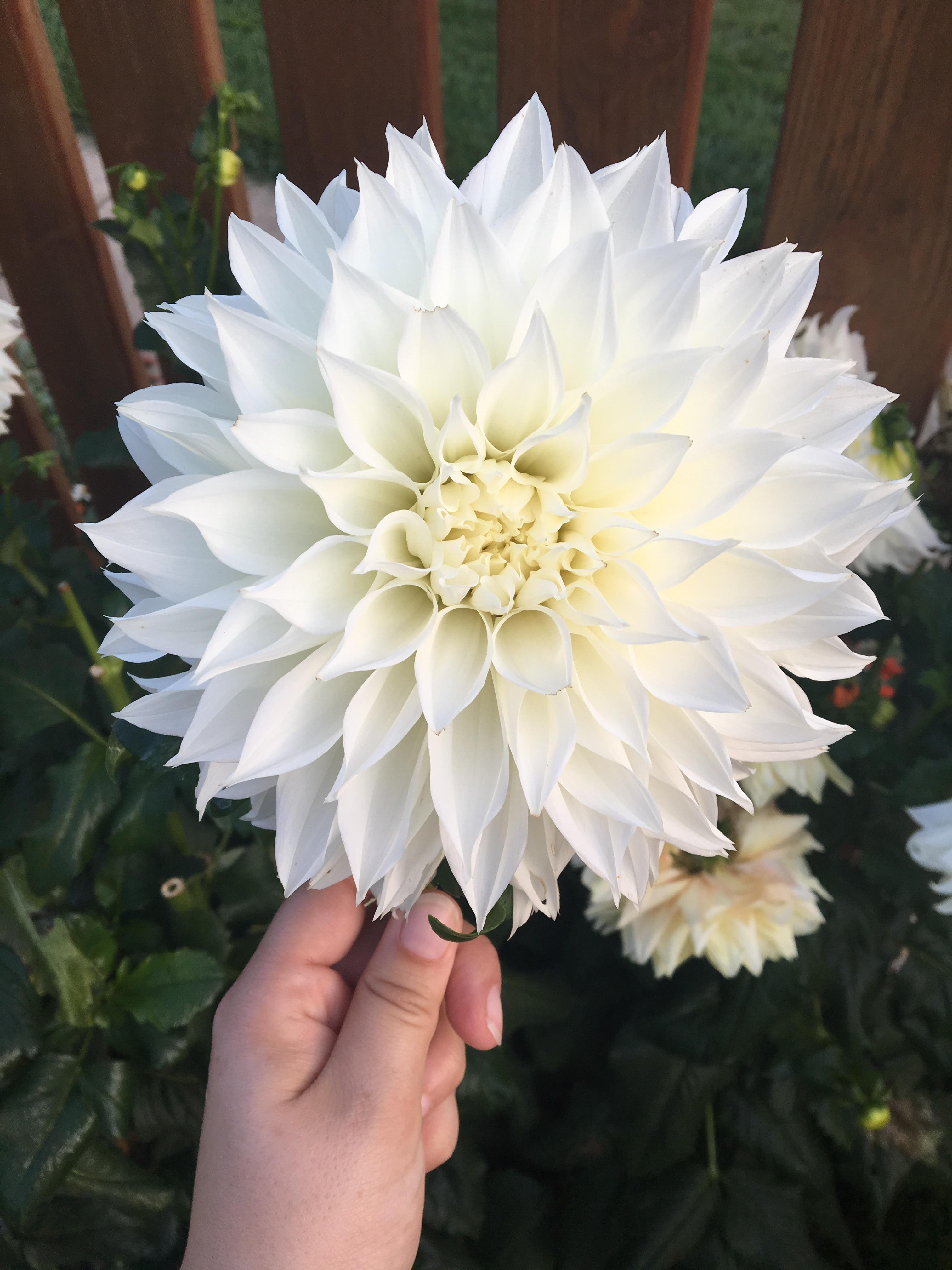 Dinner plate dahlia. r/gardening