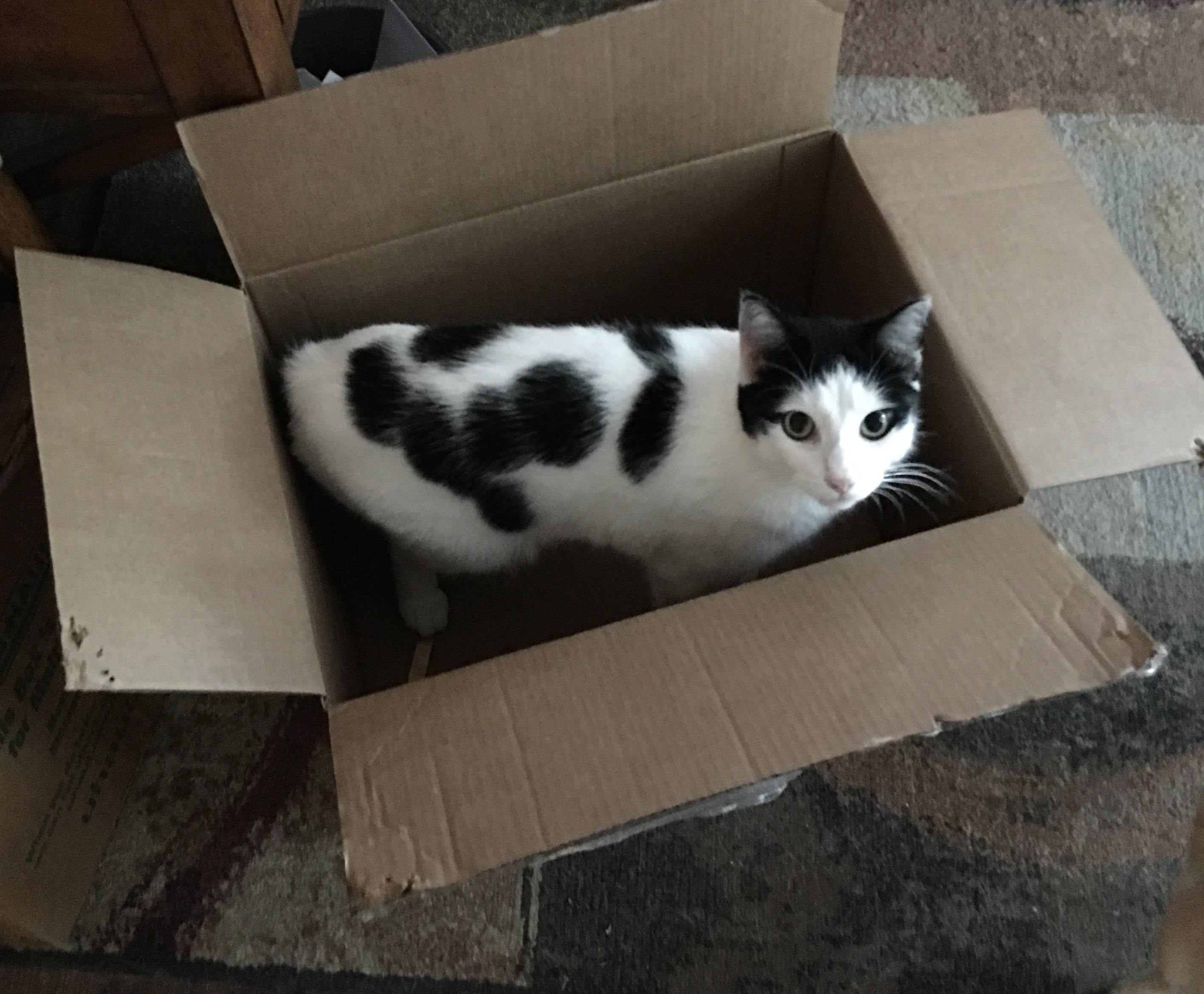 Kitten tested shipping box. Tasted and approved. Shipping tomorrow! r