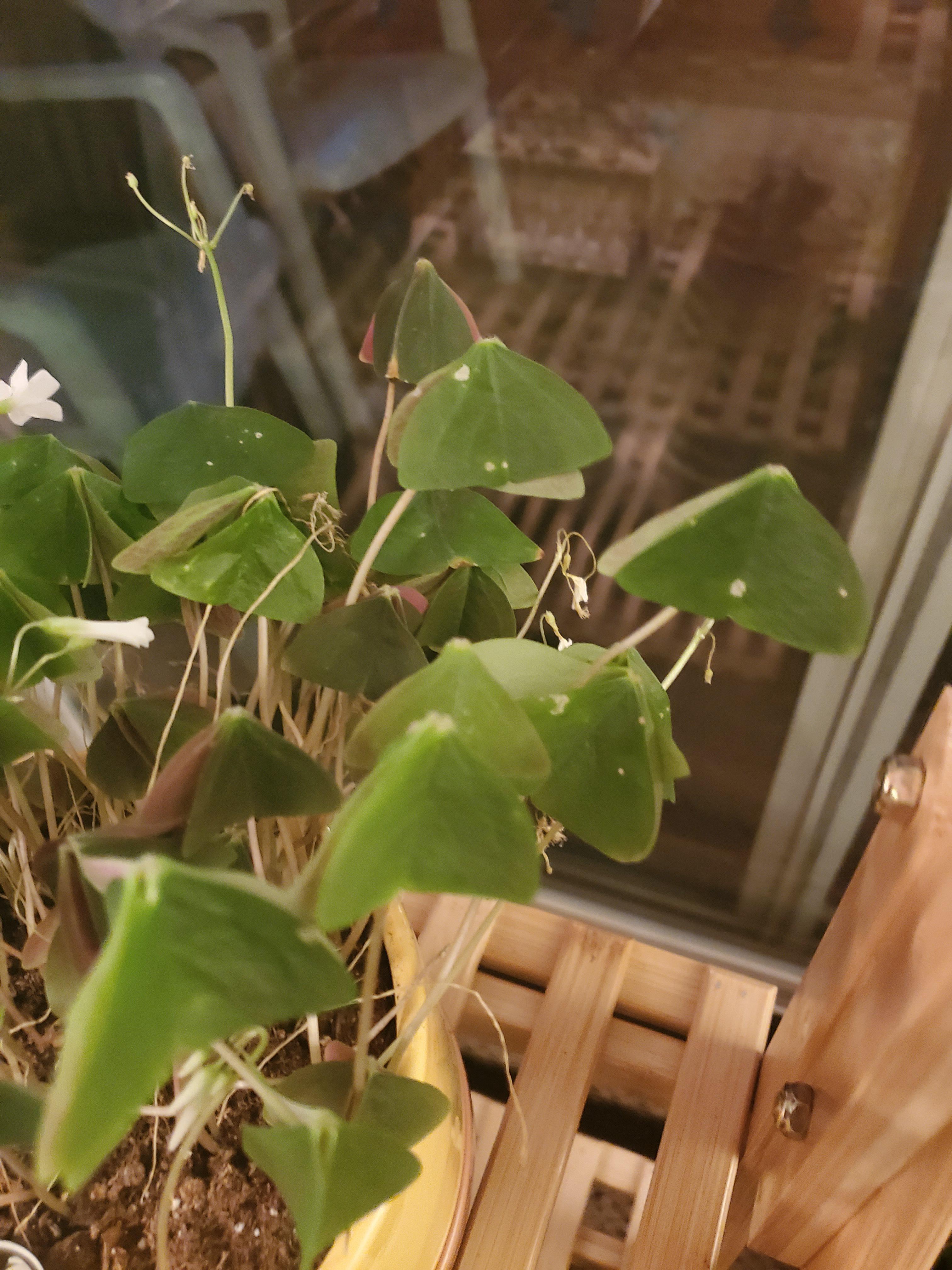 Does anyone know what these white spots are that just started showing