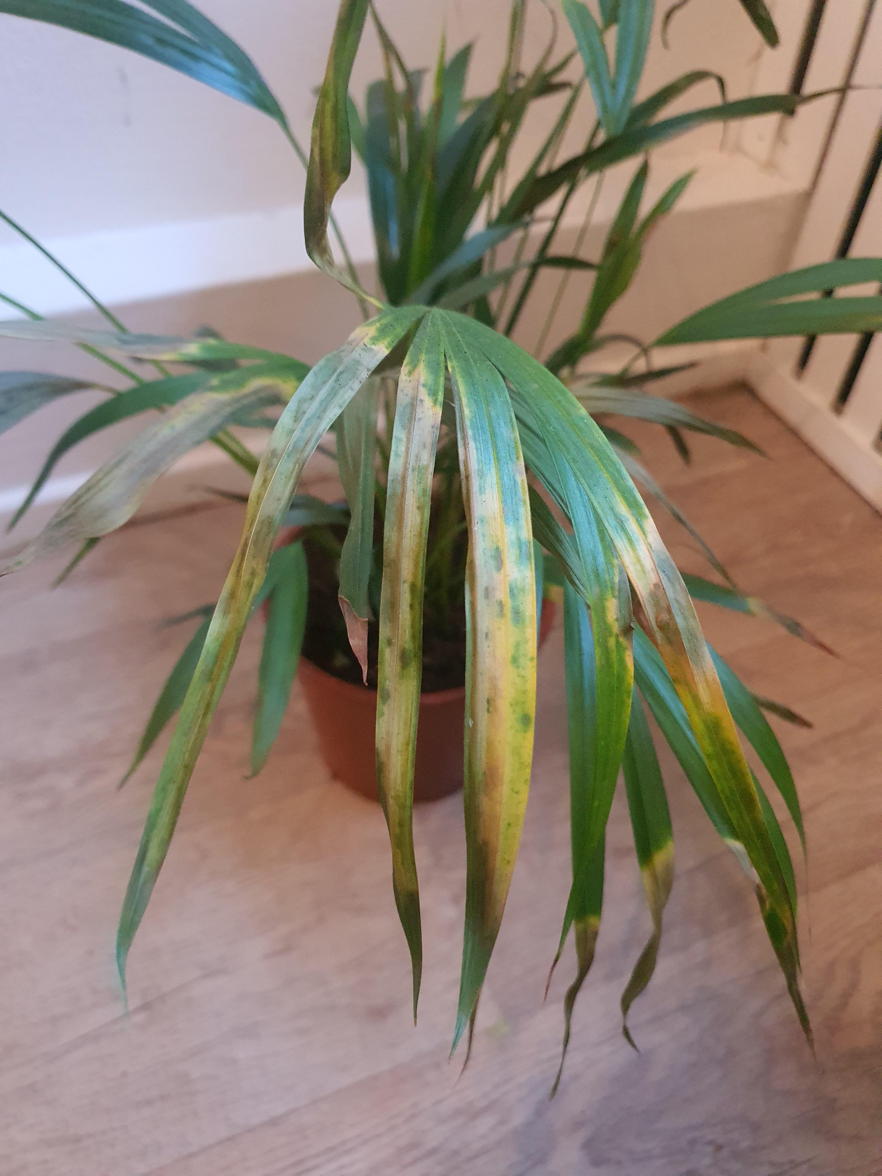 What is happening to my areca palm? This developed in the last few days