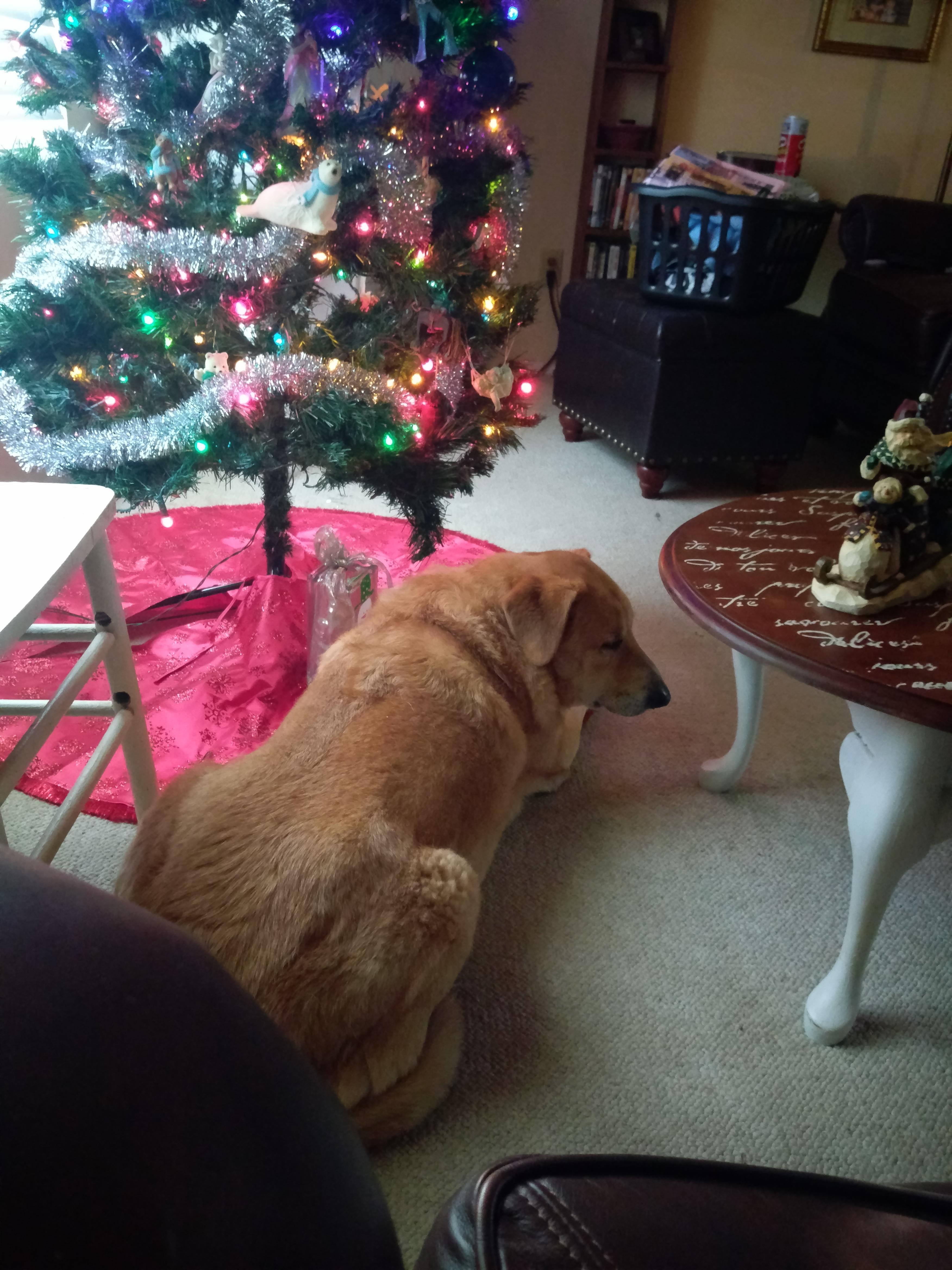 My dog under the Christmas tree, he is always a gift r/pics