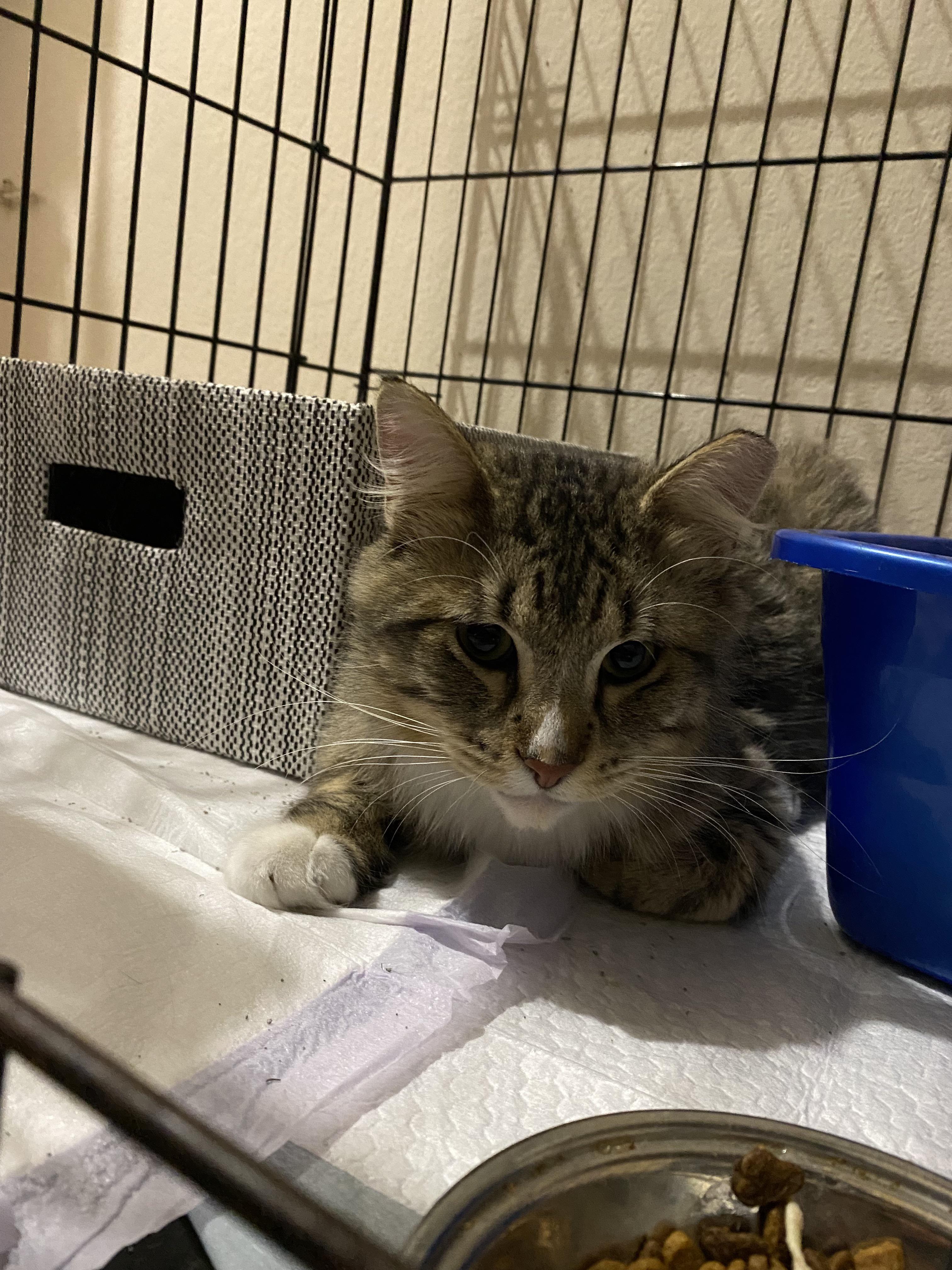 222 best r/feral_cats images on Pholder I need all the advice and