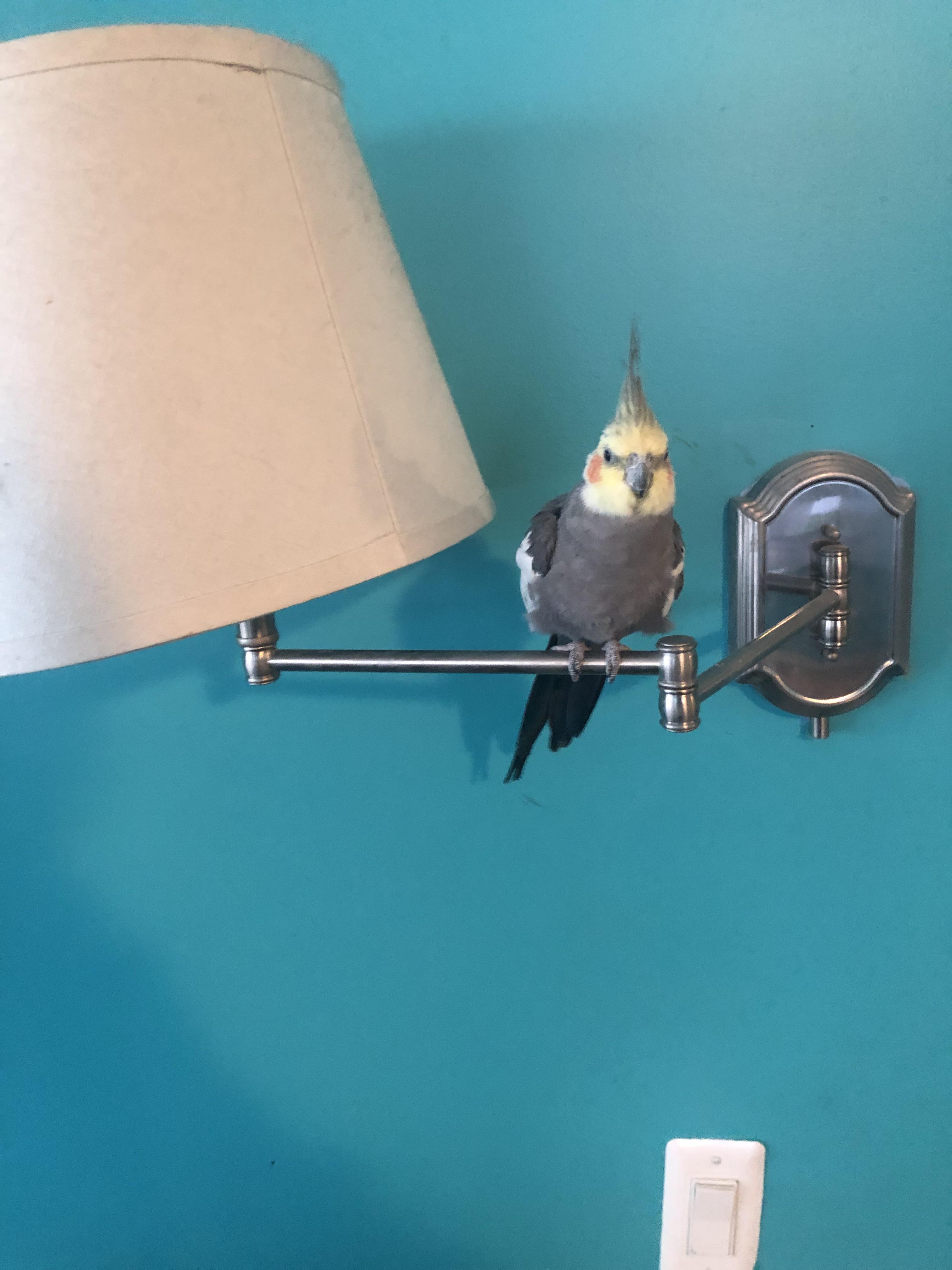 Lamp. r/cockatiel