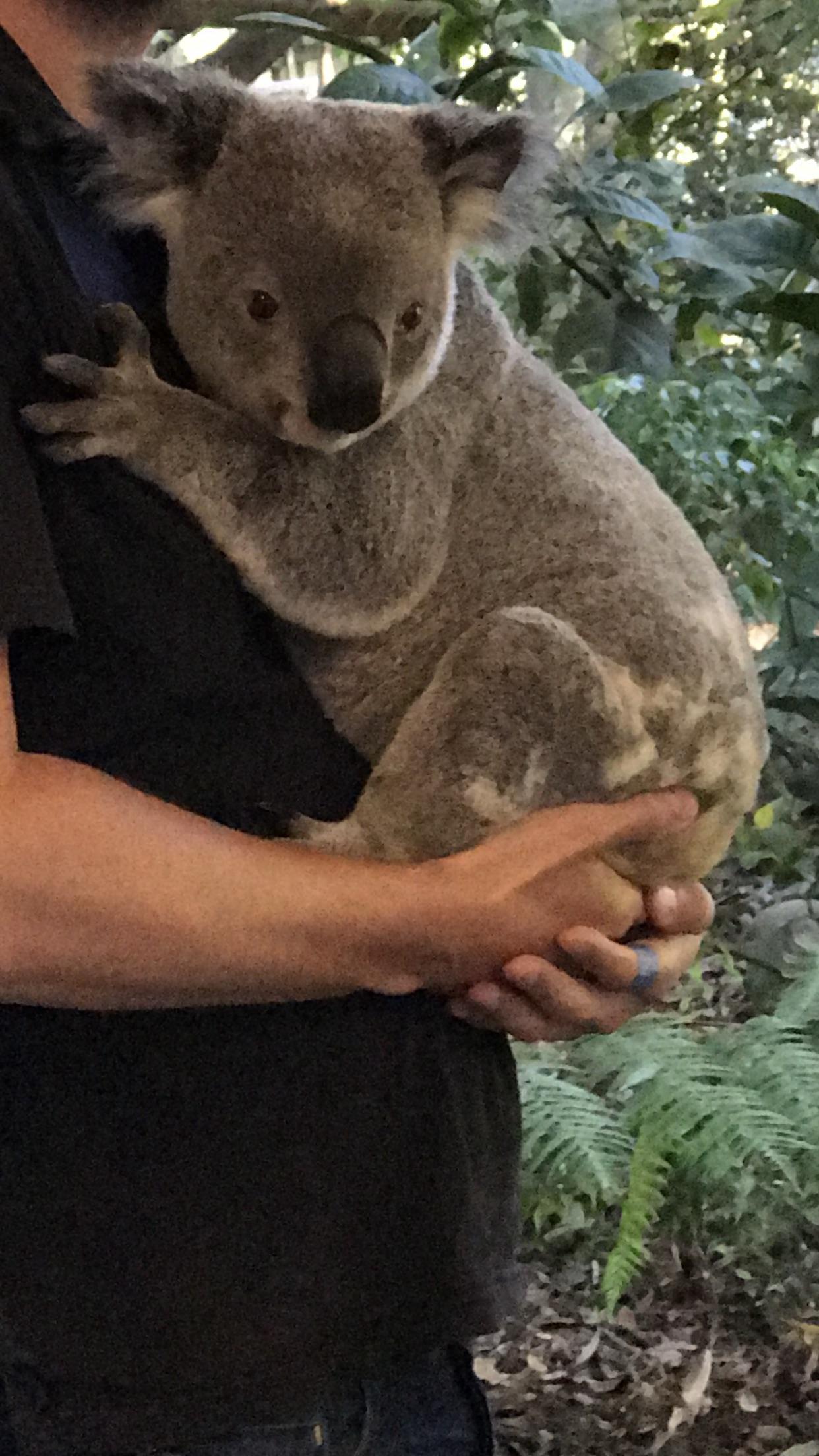 Meet Spoon, the Koala. At Lone Pine Koala Sanctuary outside of Brisbane