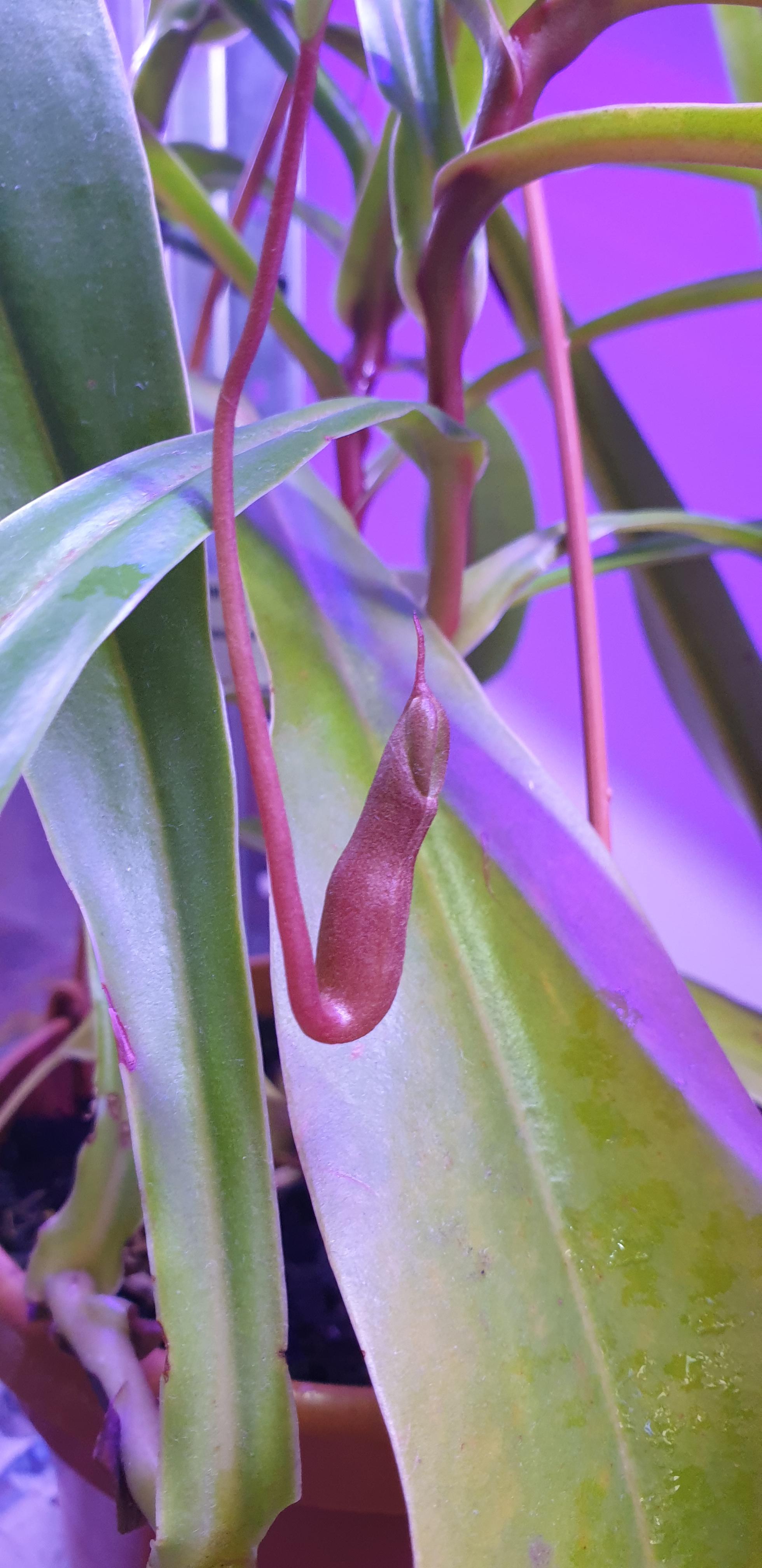 My first pitcher in almost a year after I moved, just before I decided