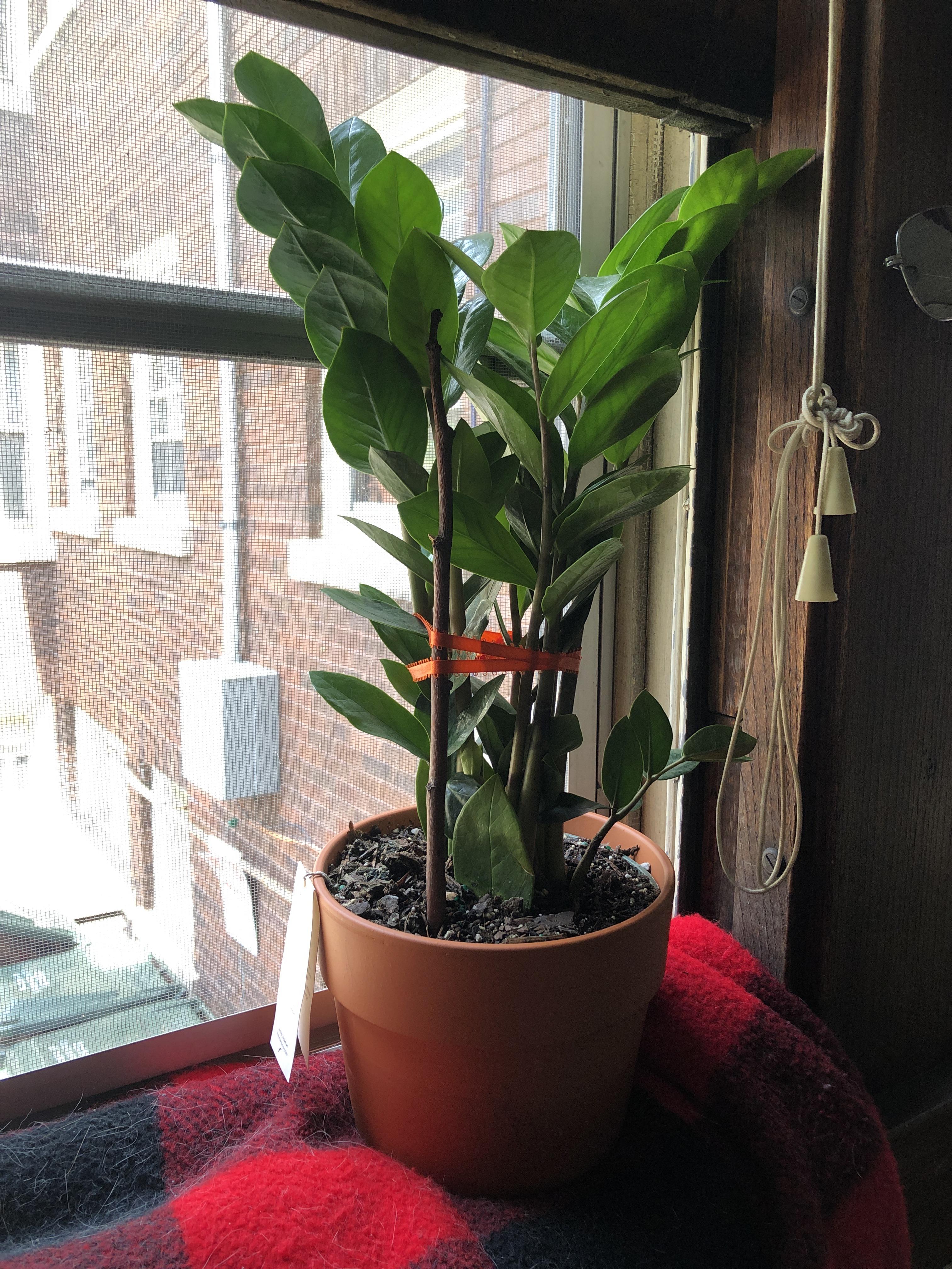 I love plants just so much. 15 costco! Got my sugar and eye candy