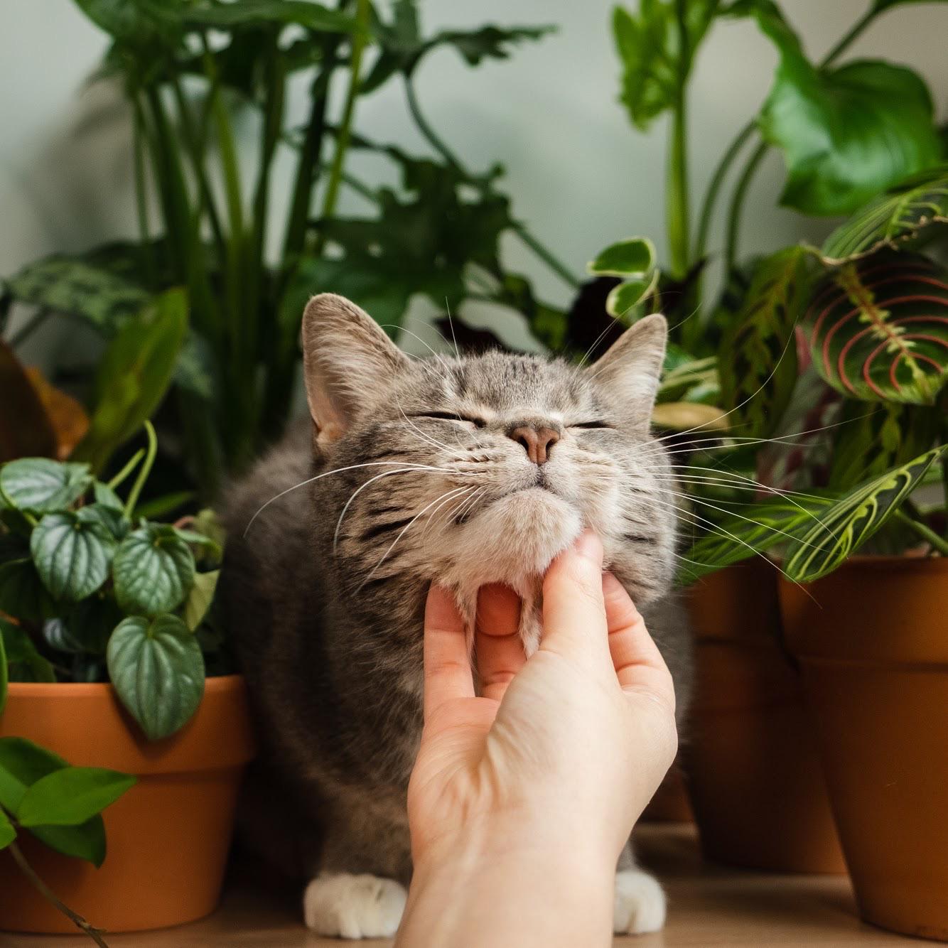 Free scratches for this jungle cat! r/houseplants
