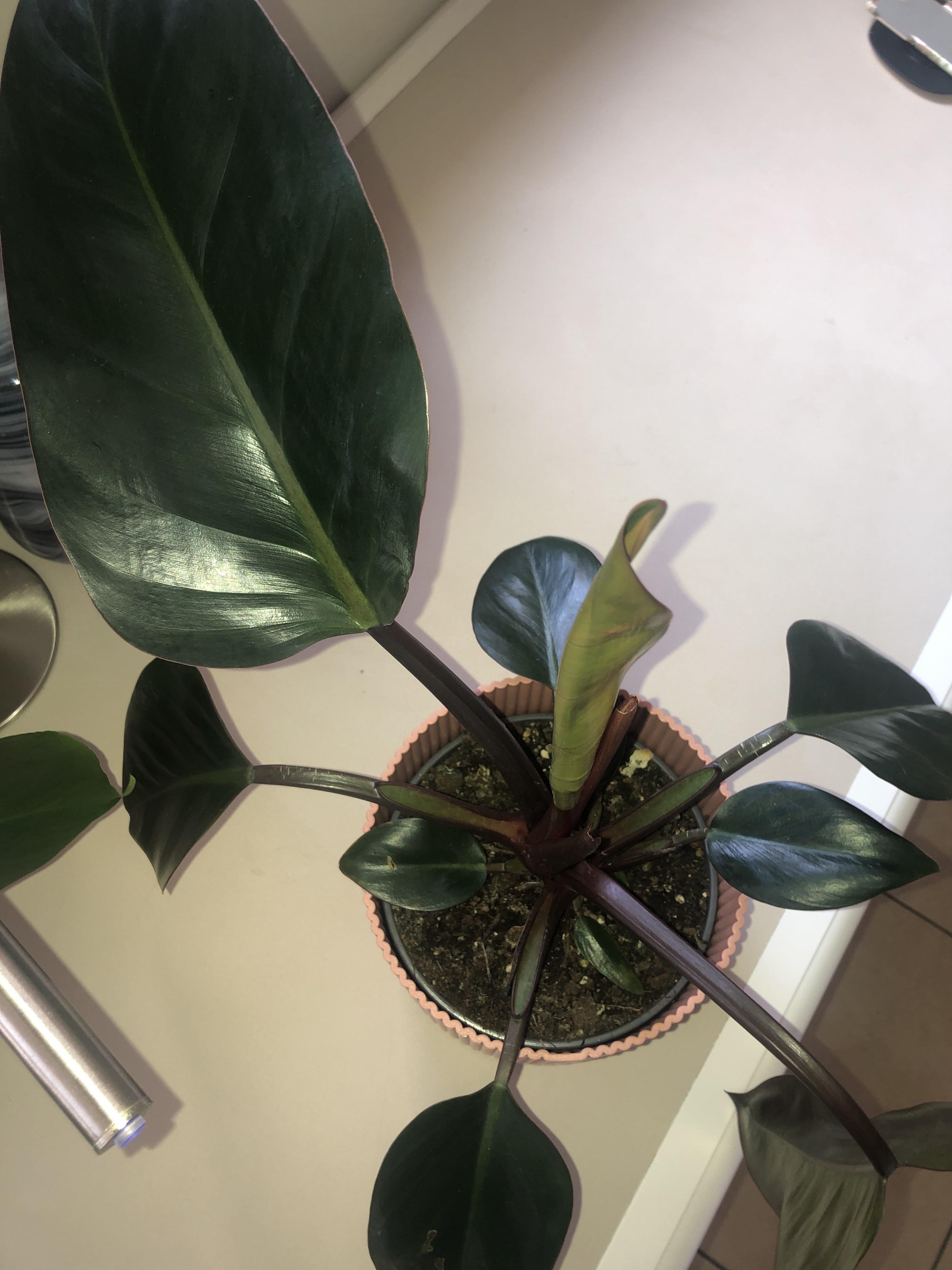 Philodendron red diamond (imperial red? Is it the same thing?) houseplants
