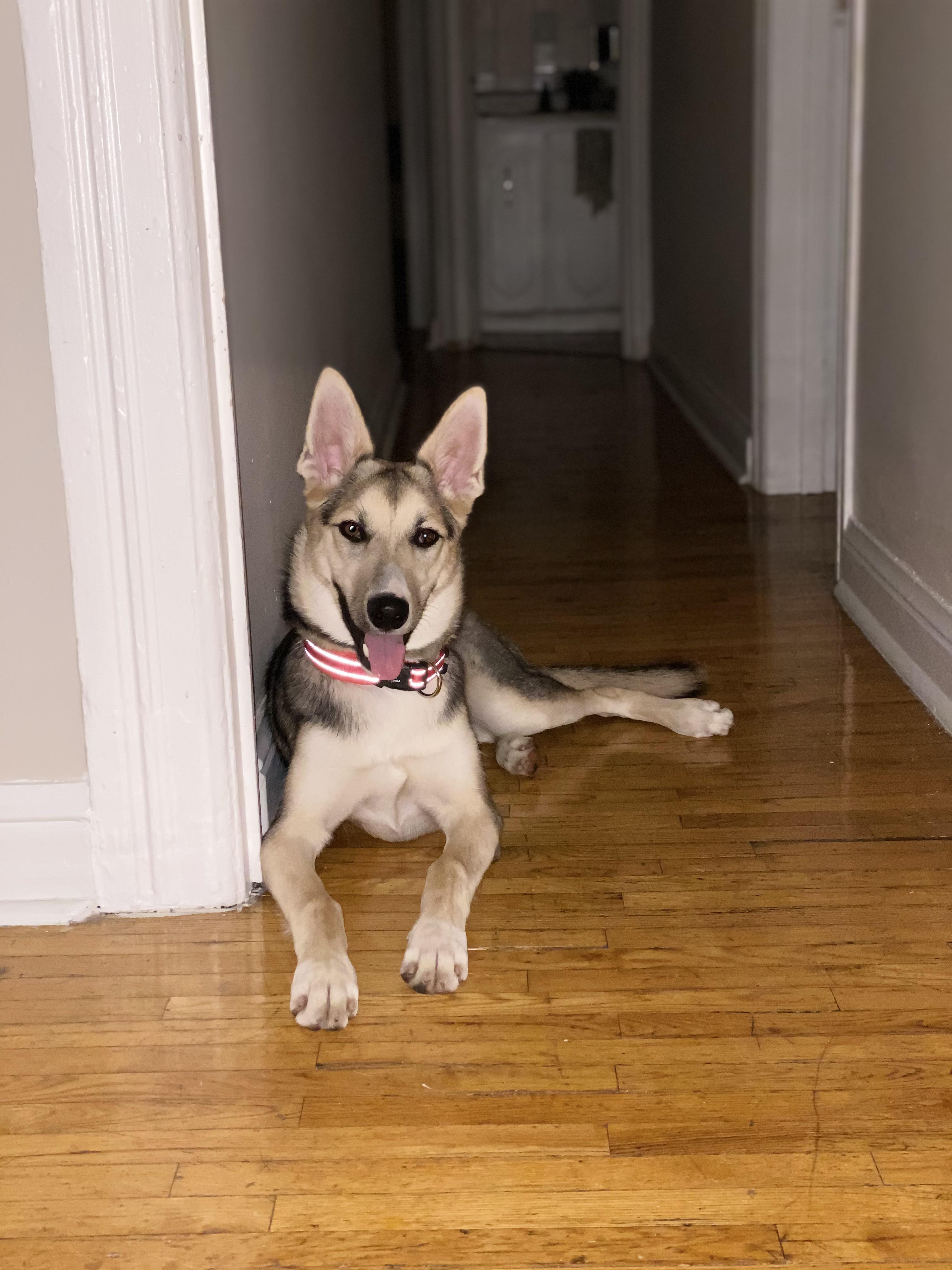 Happy Shepsky puppy (6.5 months) r/husky