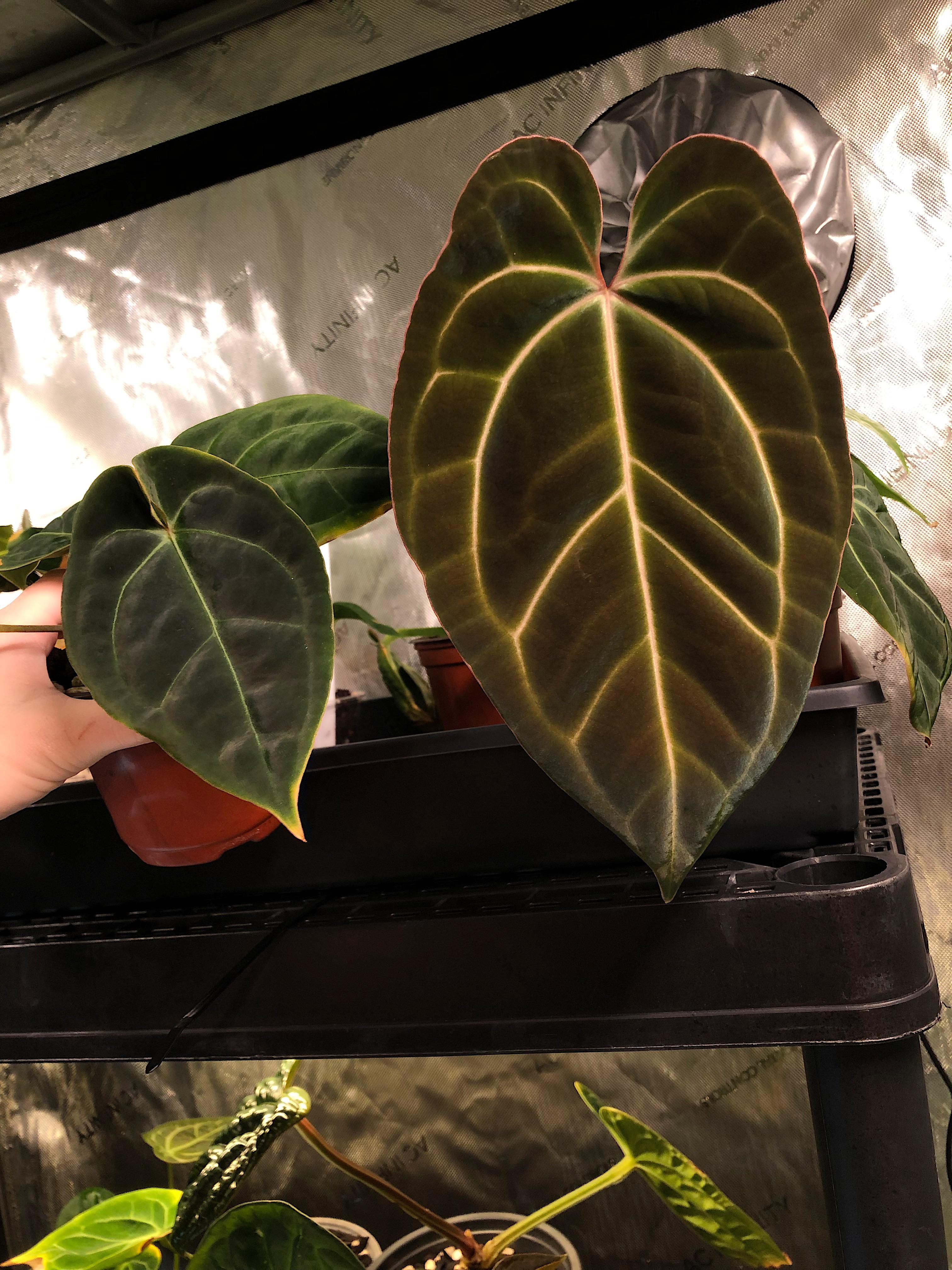 Anthurium Besseae Aff (right) VS Anthurium x Besseae Aff (left