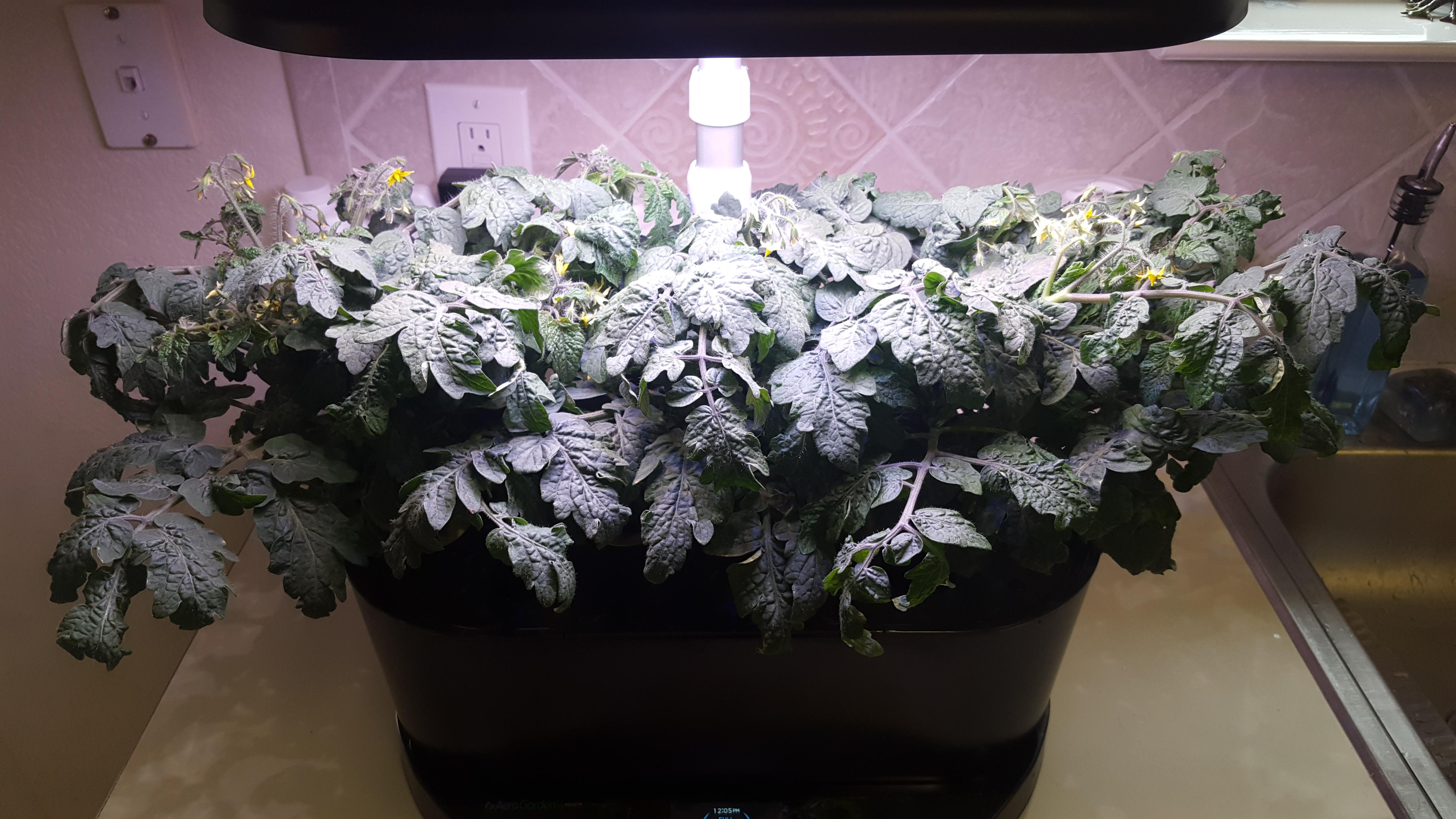 Cherry tomatoes 48 days in. Pruning tips? r/aerogarden