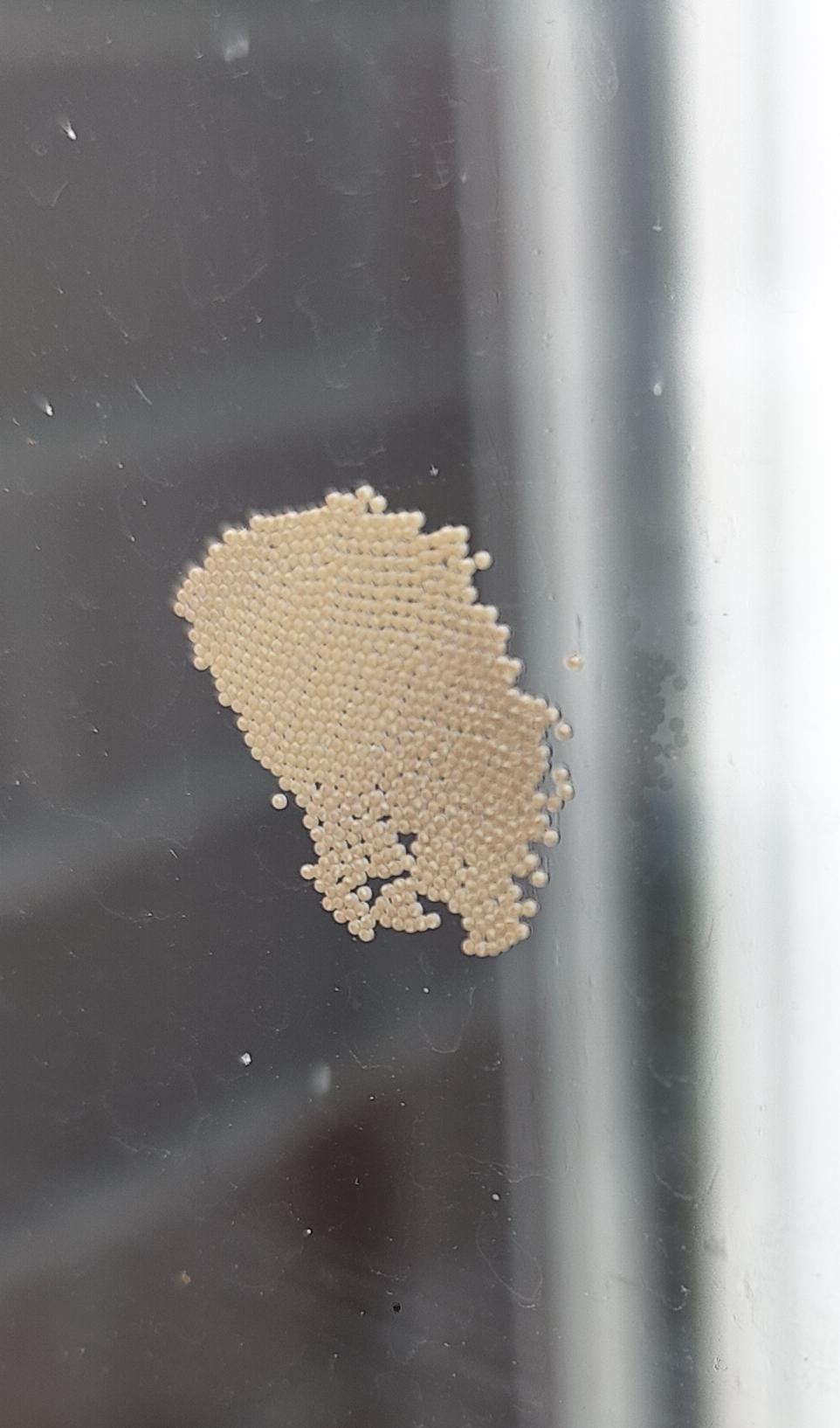 what are these Eggs on my house window? r/whatsthisbug