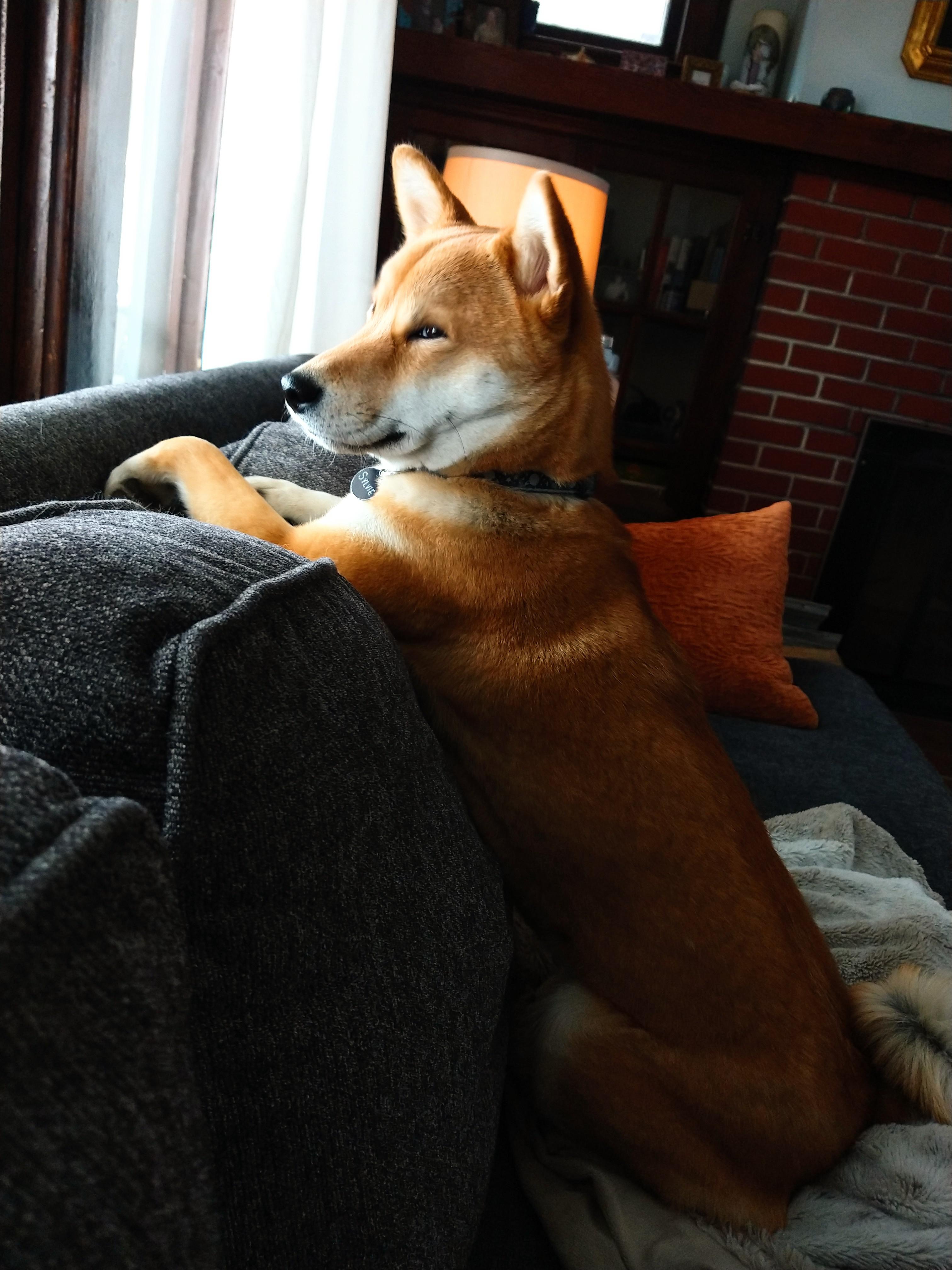 Guard dog r/shiba