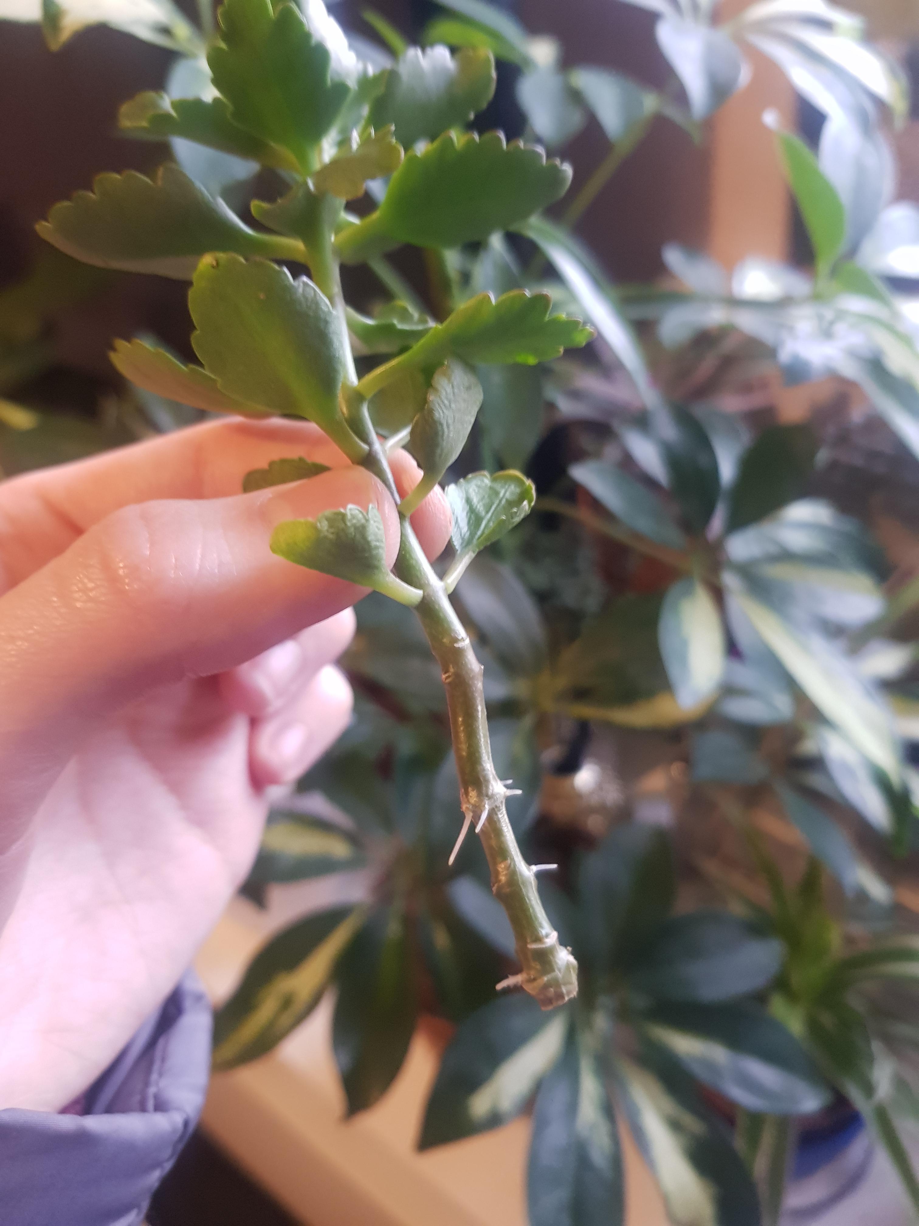 My kalanchoe bloss. was looking a bit leggy and not very pleasing to