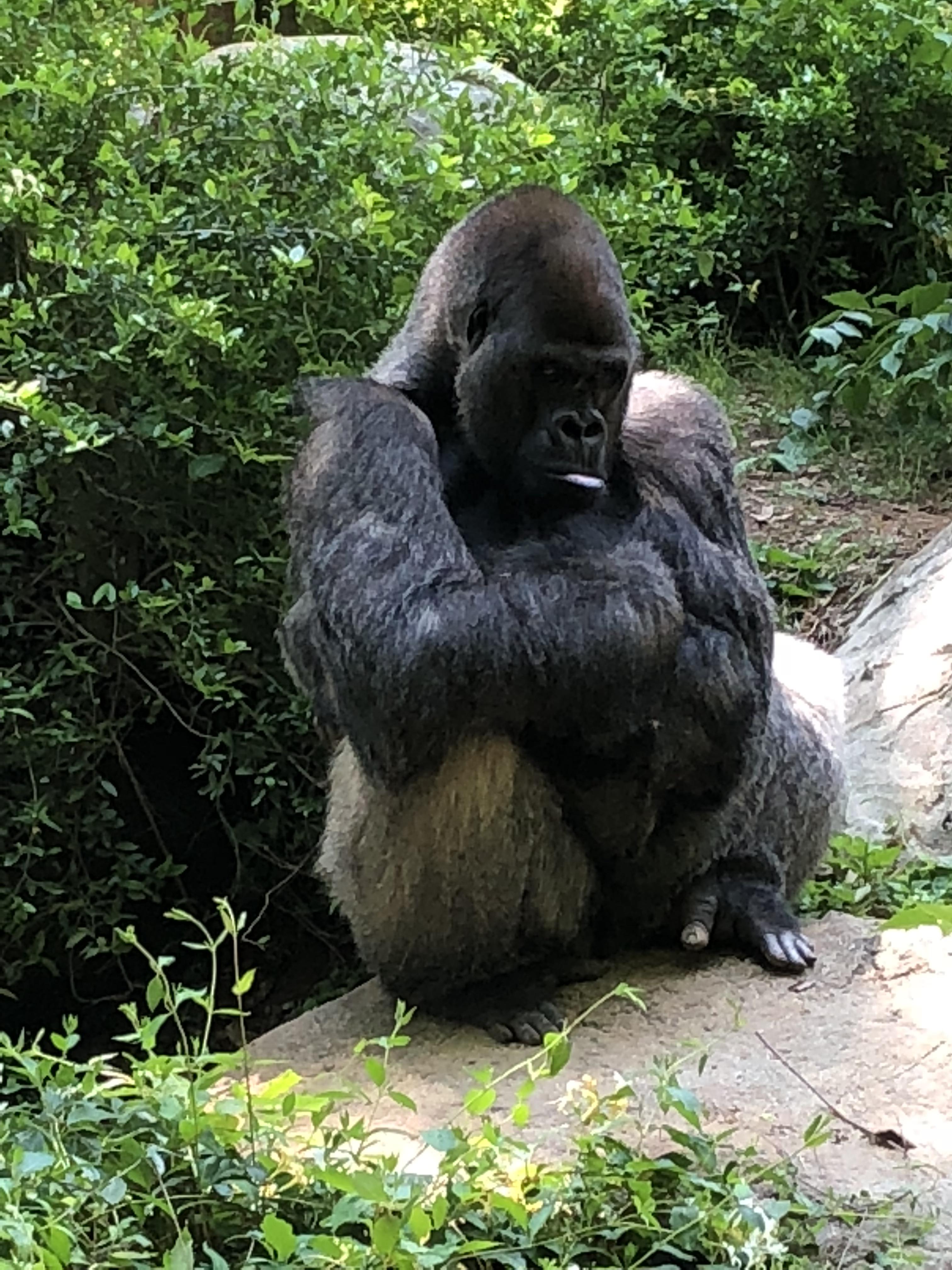I met a sad gorilla at Zoo Atlanta today. r/Atlanta
