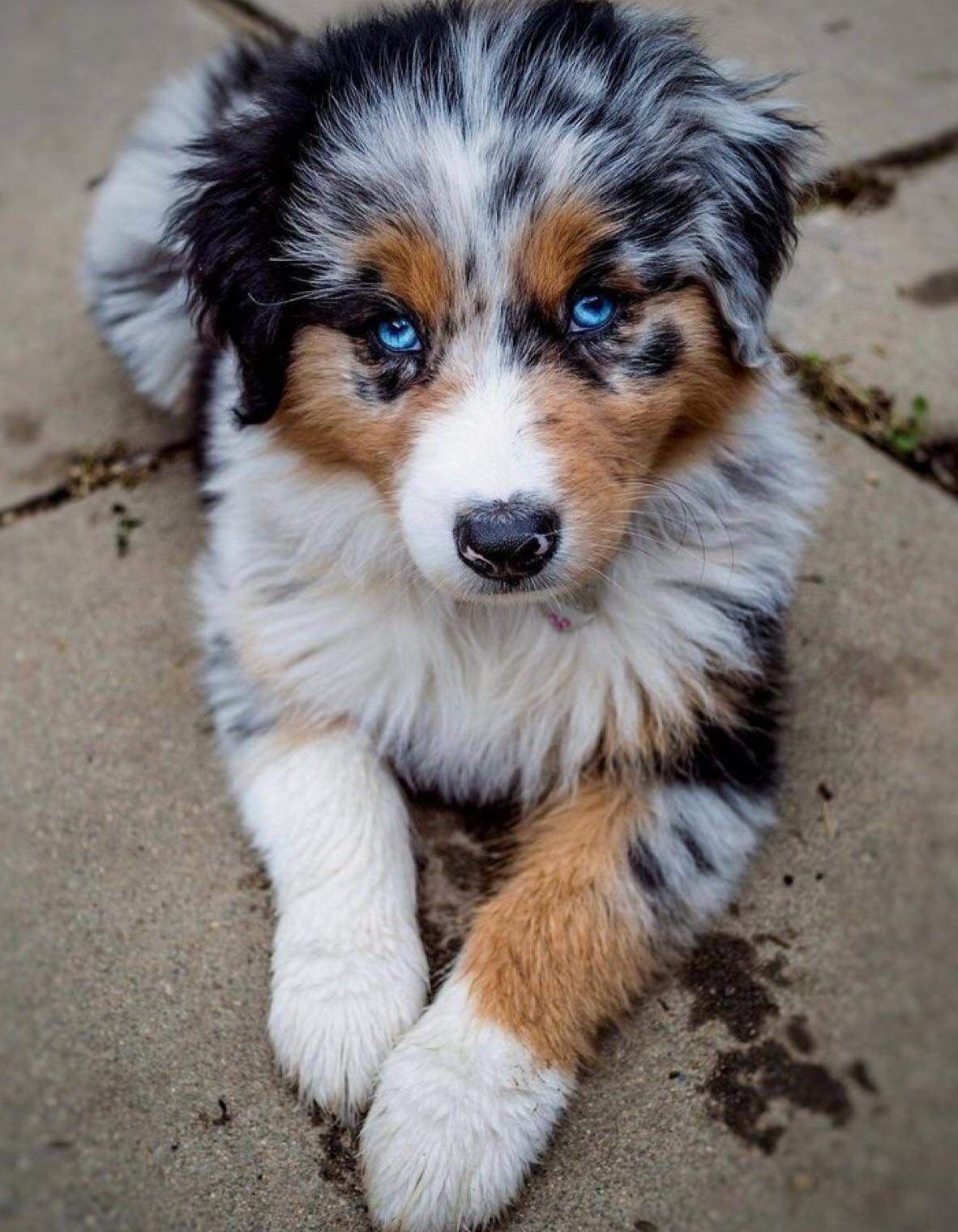 Possibly a White Walker pup... still a pretty little guy. r/rarepuppers
