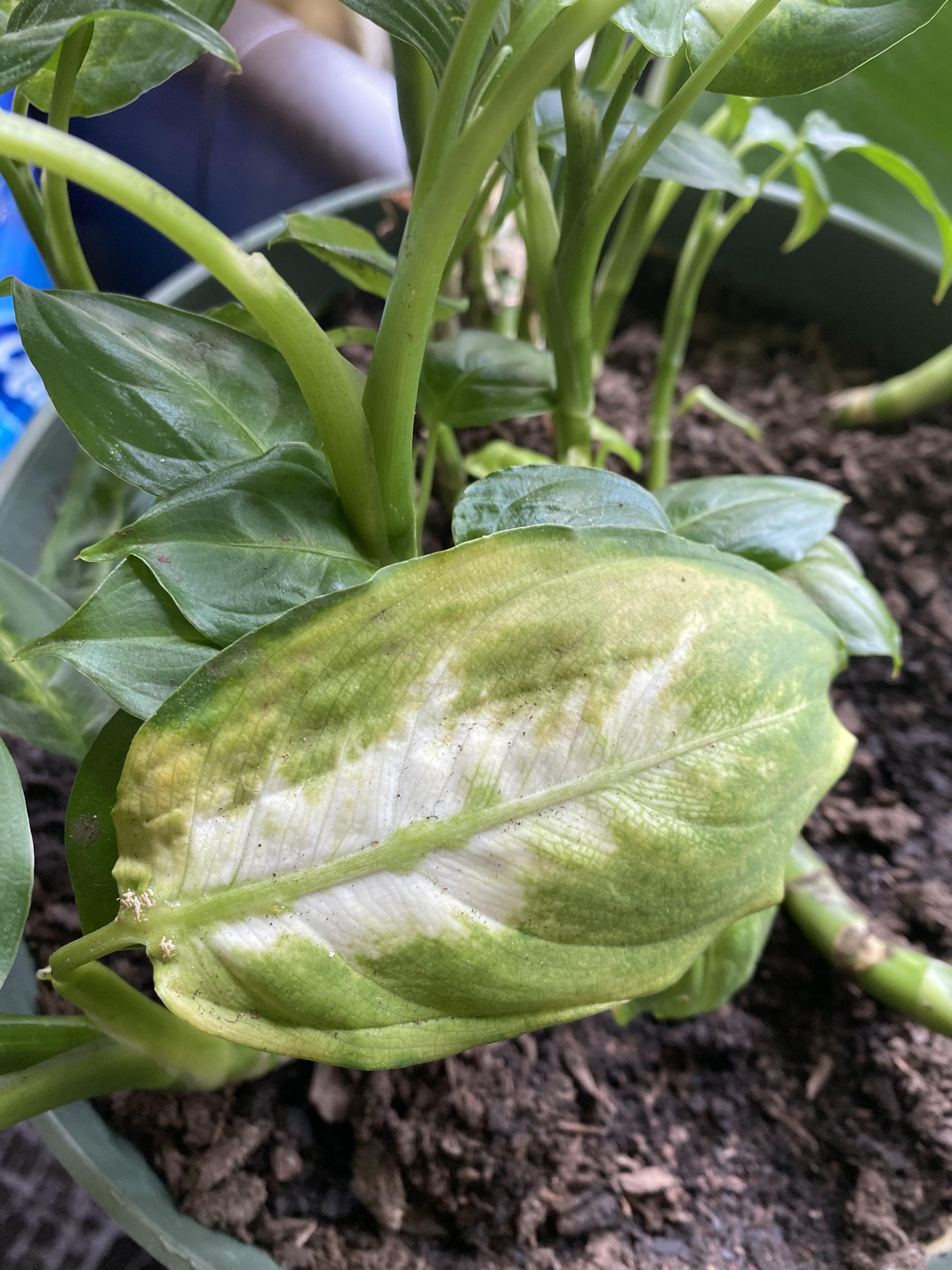 My Dieffenbachia (Dumb Cane) is turning yellow / r/plantclinic