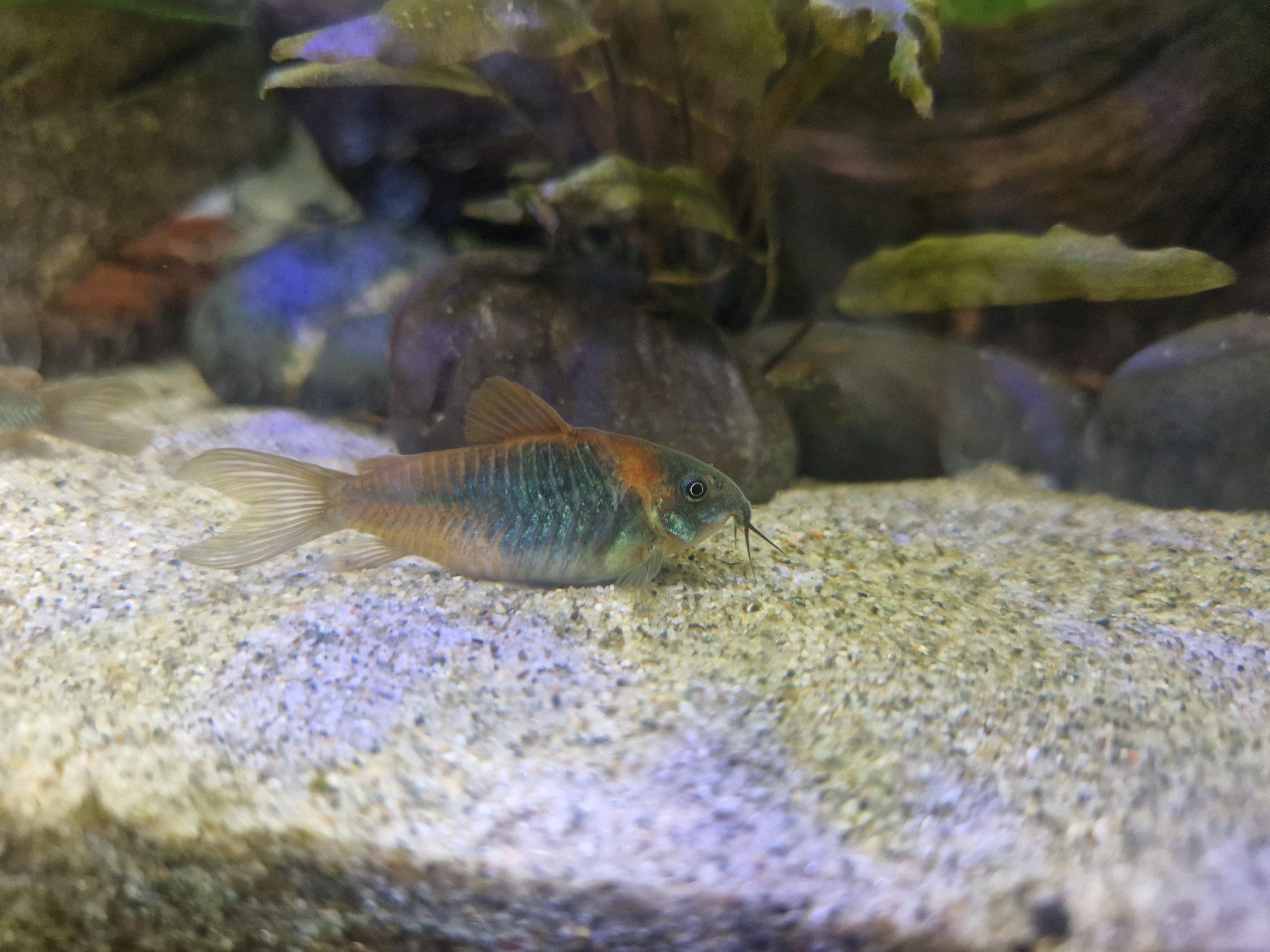 why is my cory so fat r/Aquariums