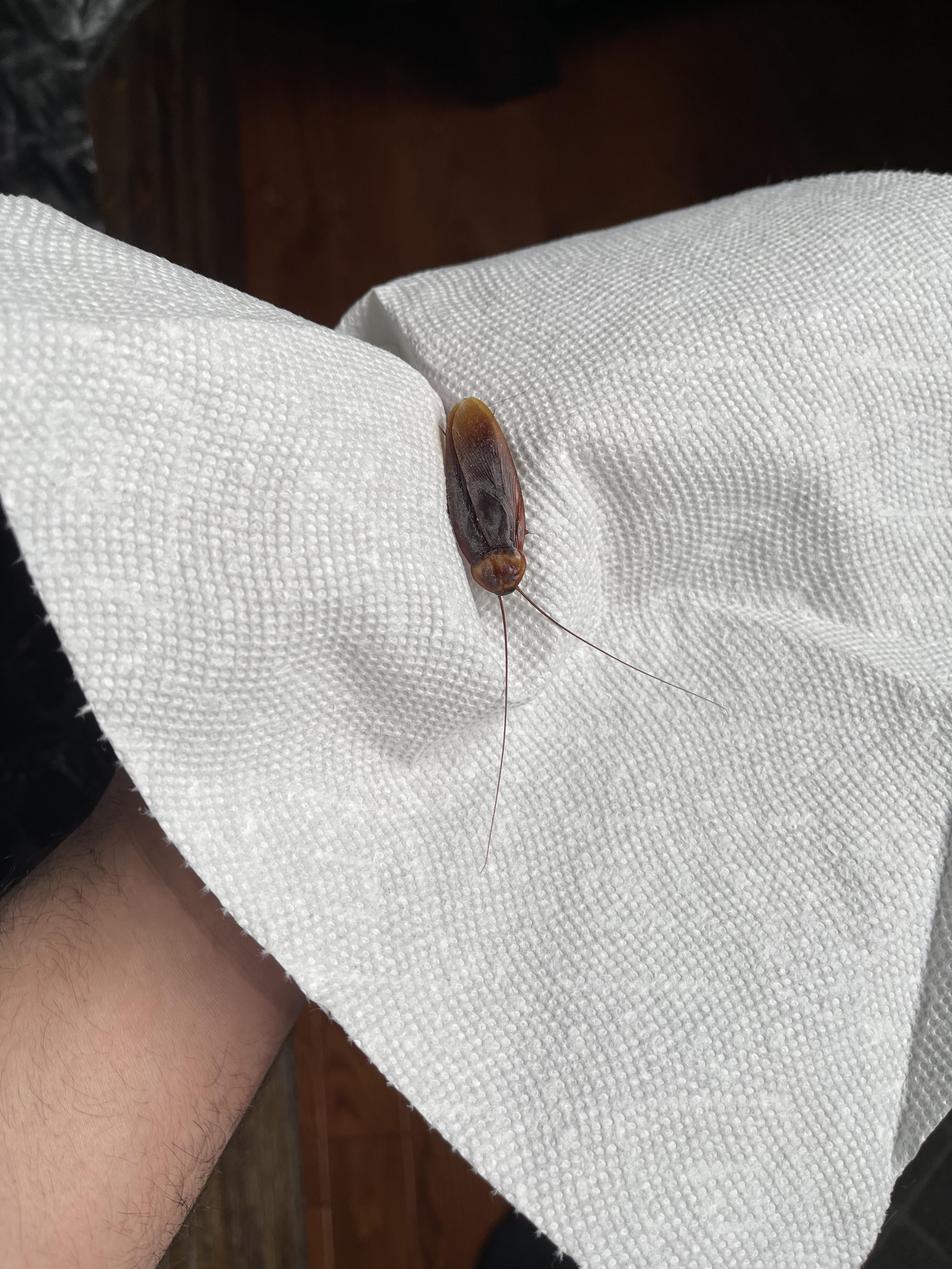 What kind of roach is this?infestation? I read sometimes they can just