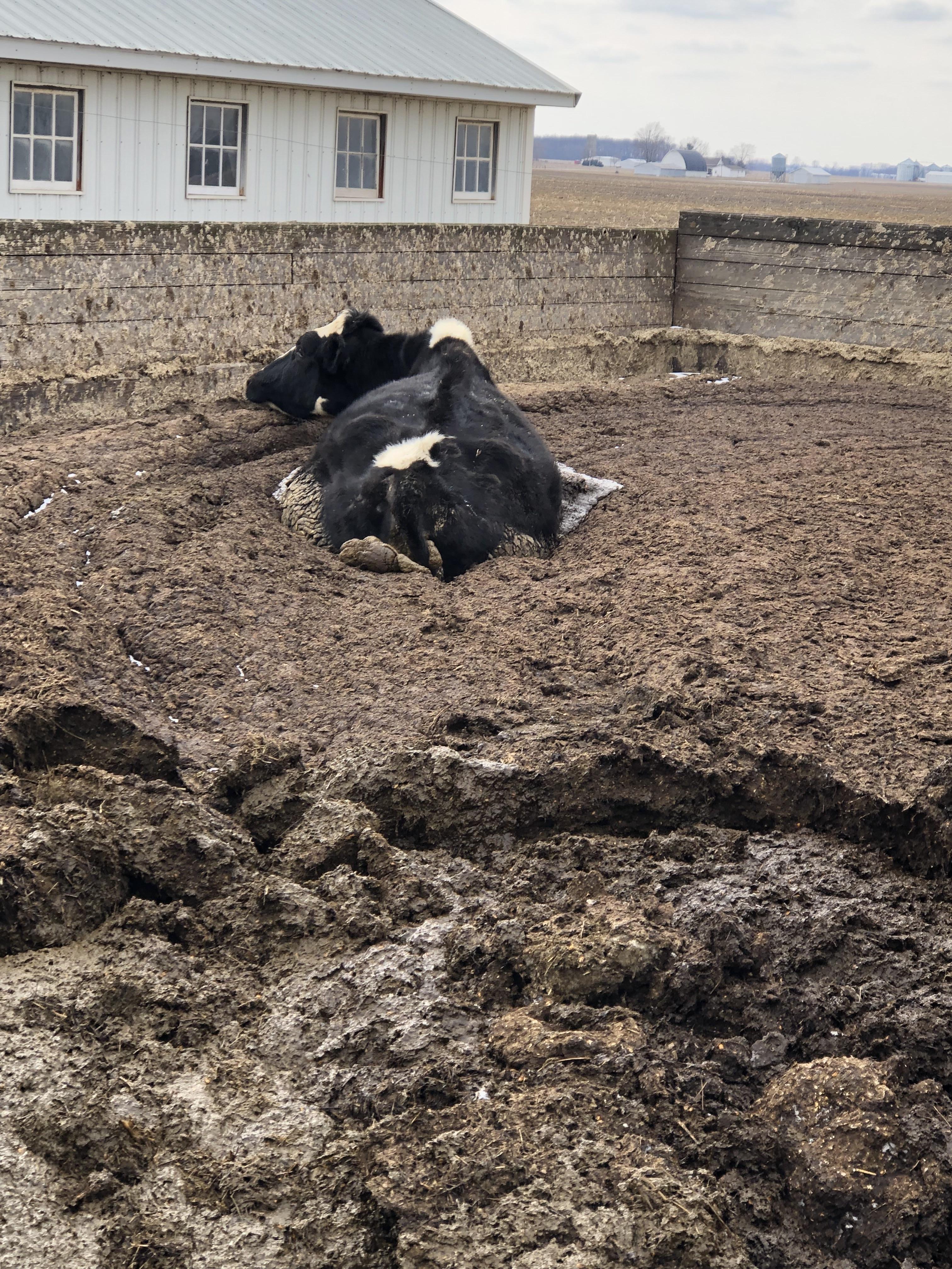 This is true result when a cow decides to walk on the frozen part of