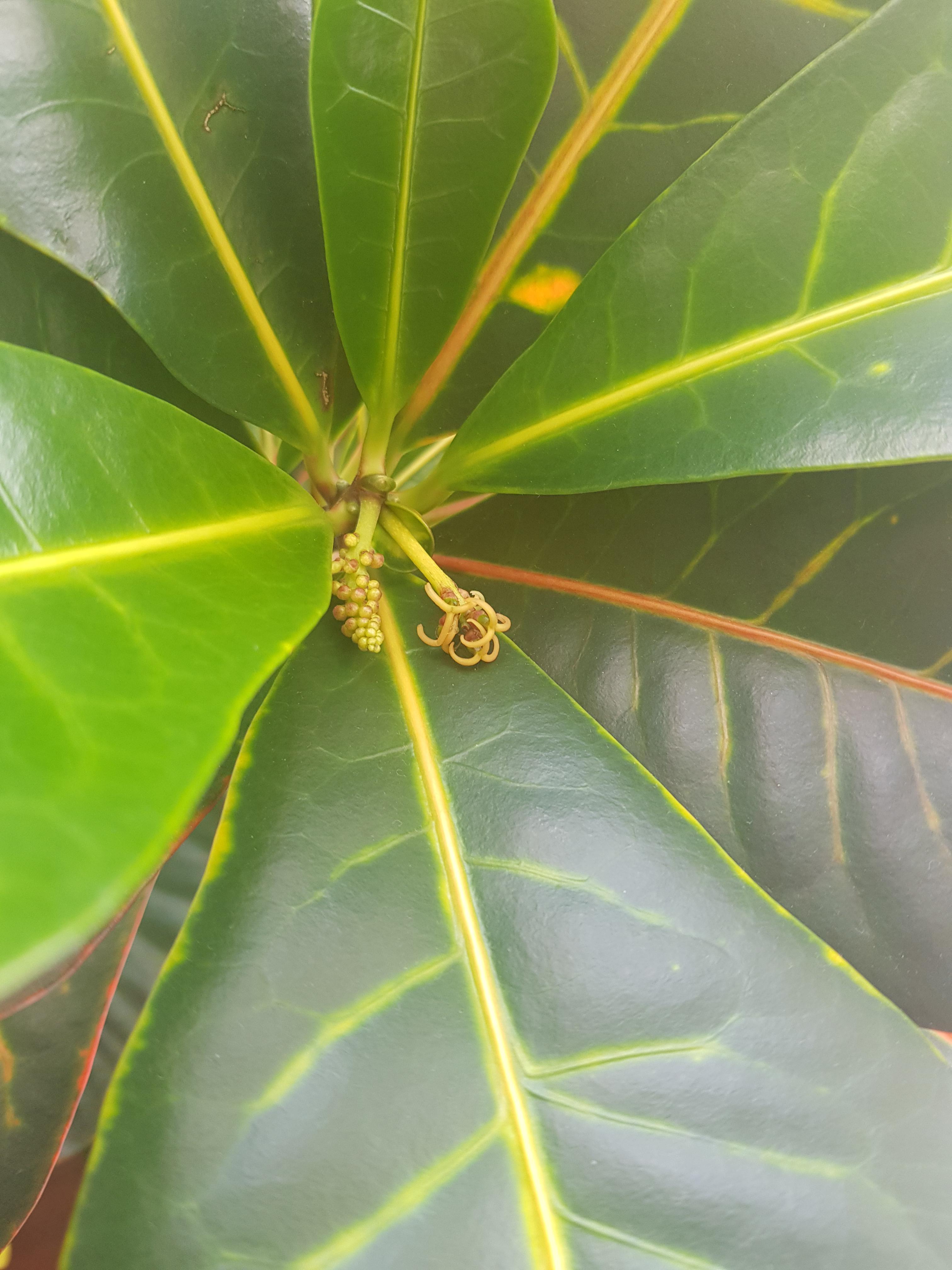My croton is flowering.....I think 🤔 r/houseplants