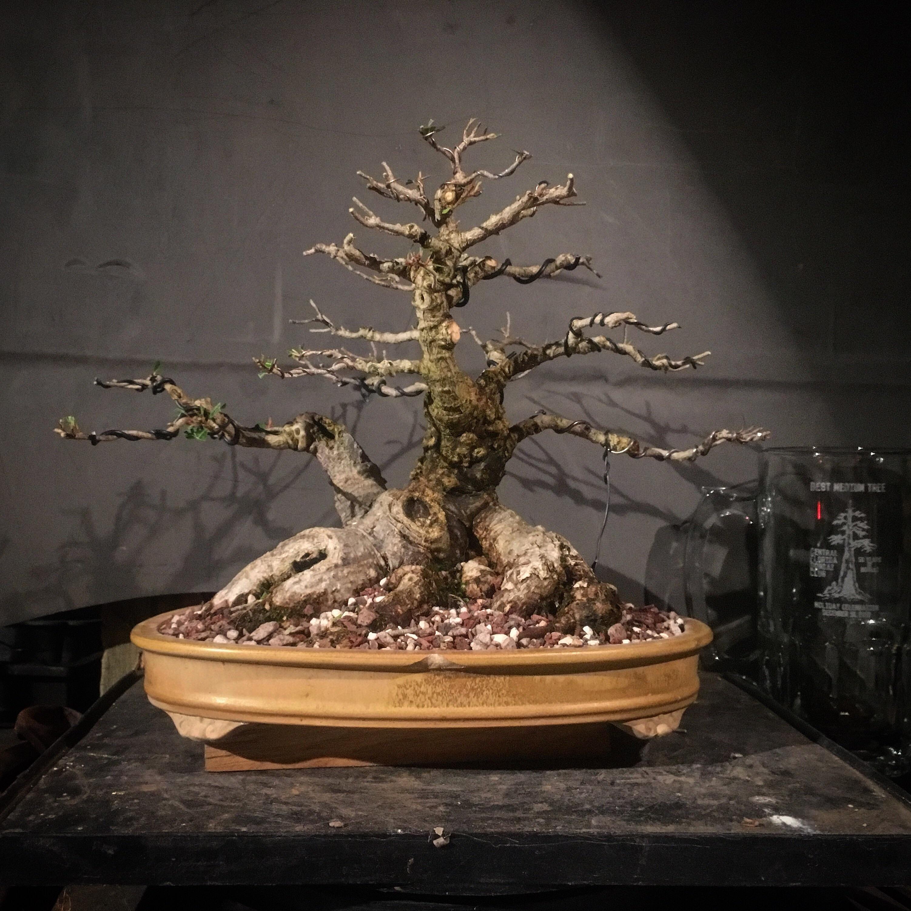 Willow leaf ficus just repotted, pruned back and wired Bonsai