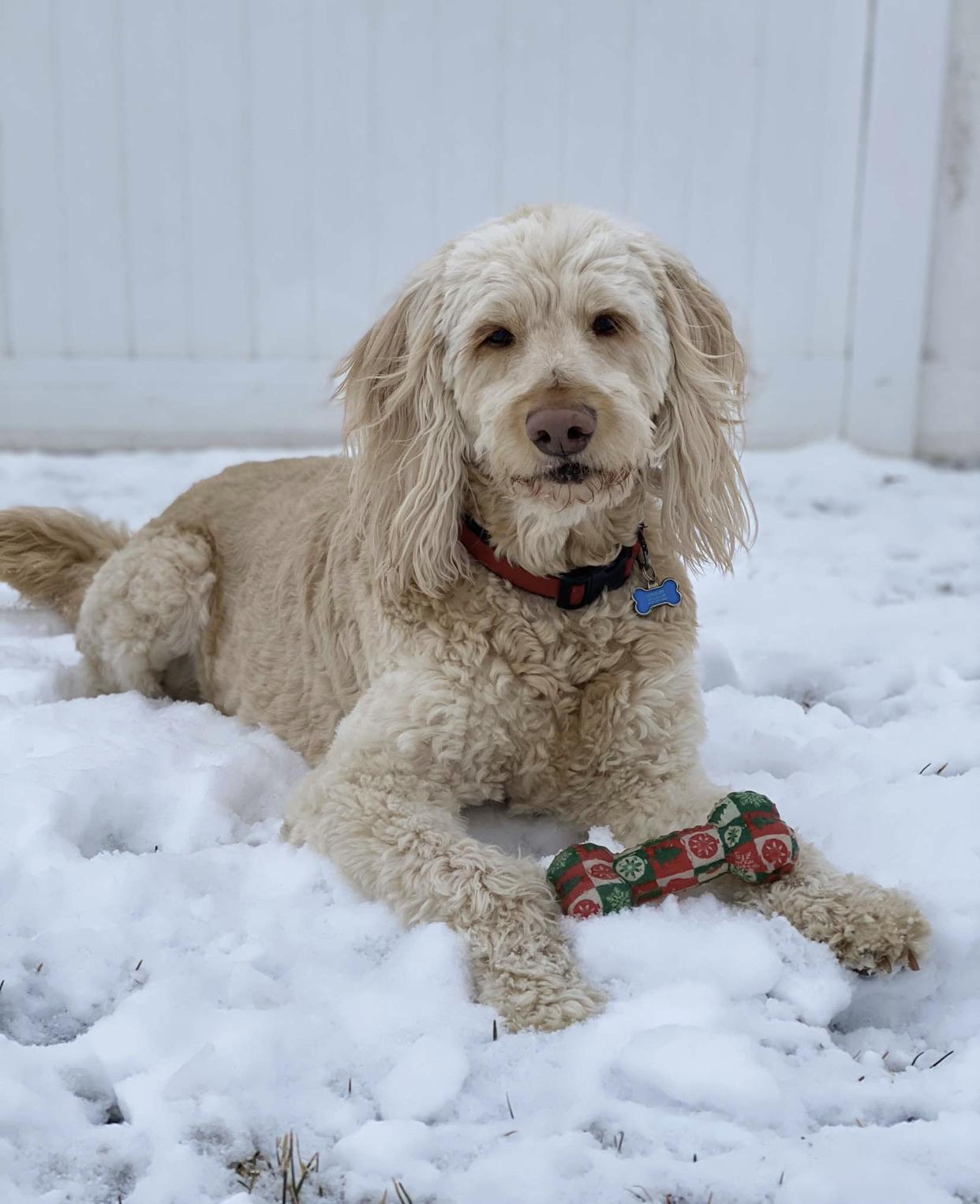 Majestic snow beast r/Goldendoodles