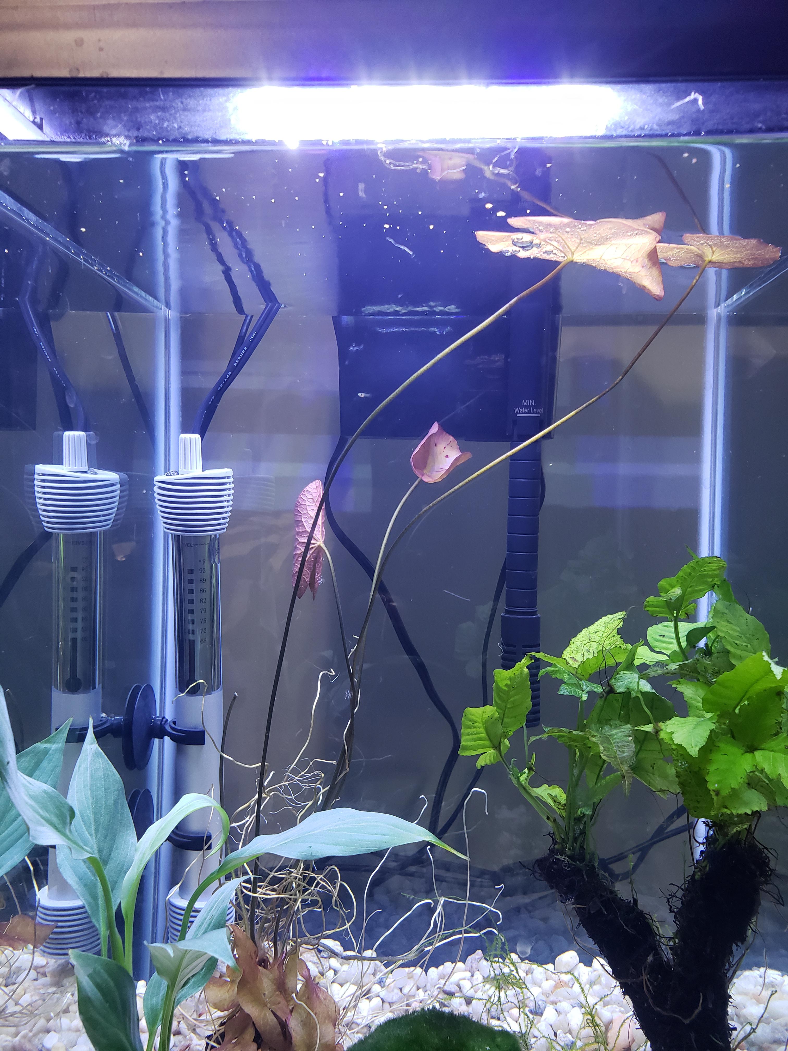 Guppy fry tank has nematodes...just set up and the plants must have had
