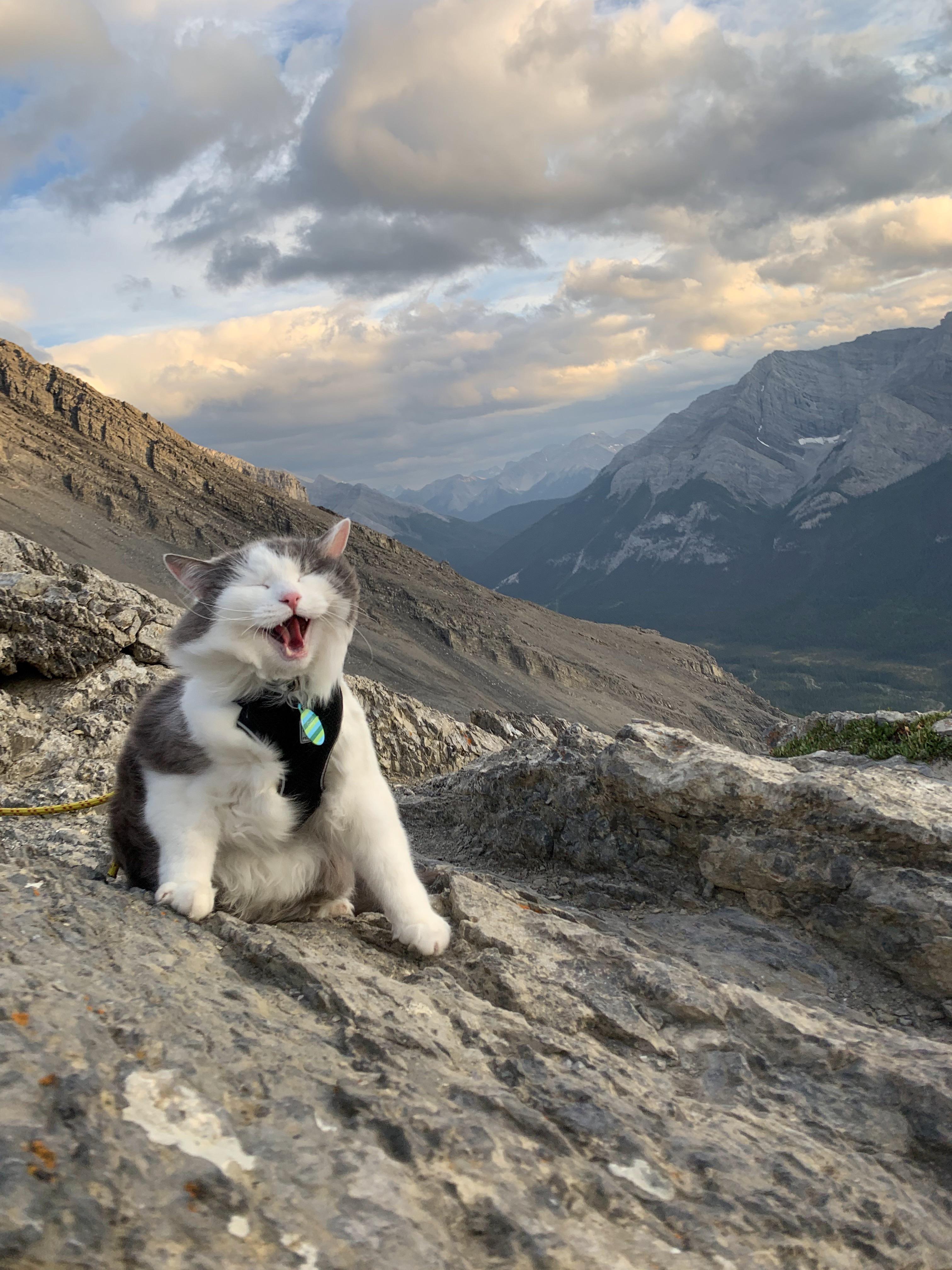 Gary was pretty excited about reaching his first ever summit! r/cats