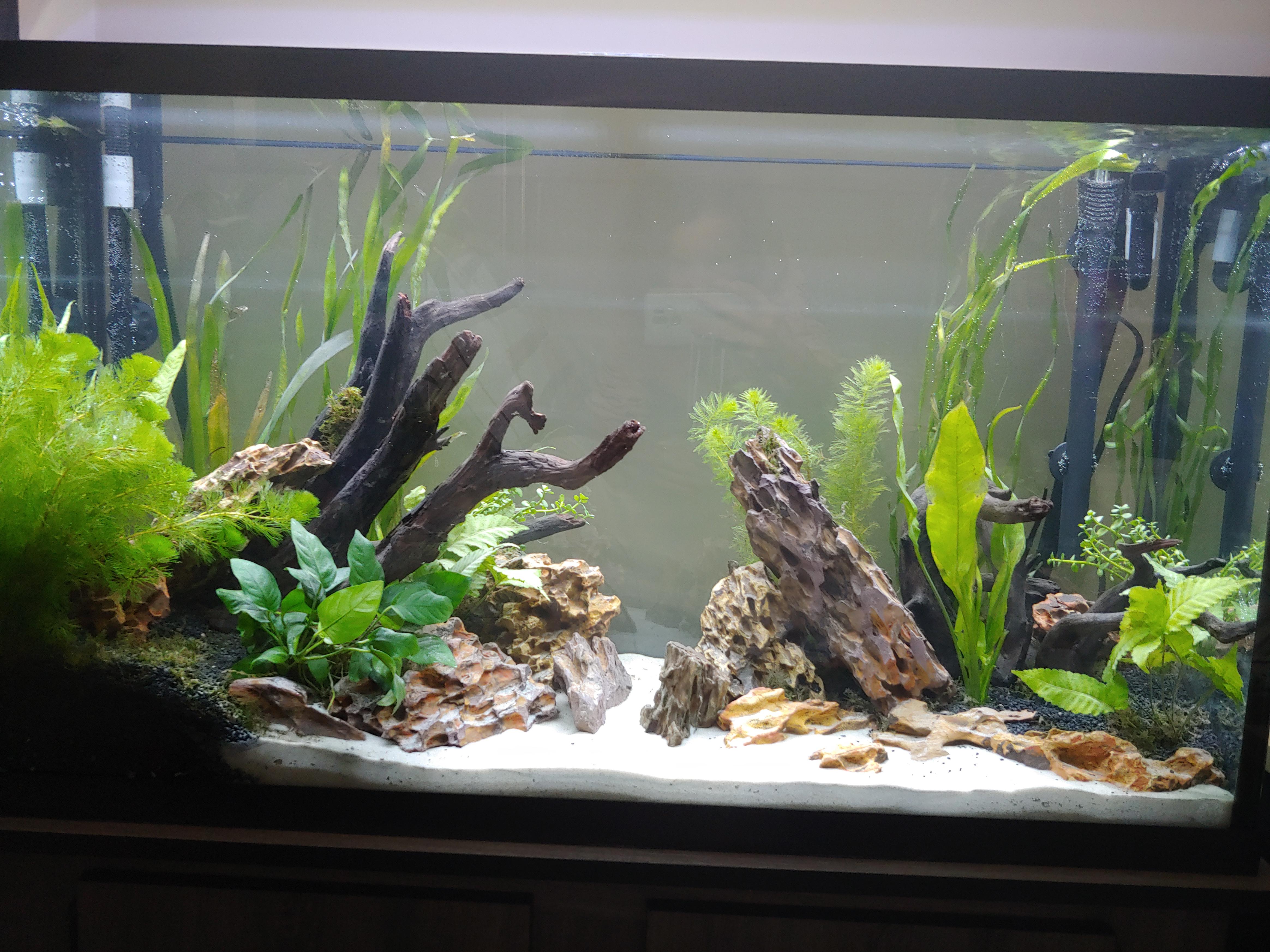 7246 best Gallon Tank images on Pholder Shittyaquariums, Aquariums