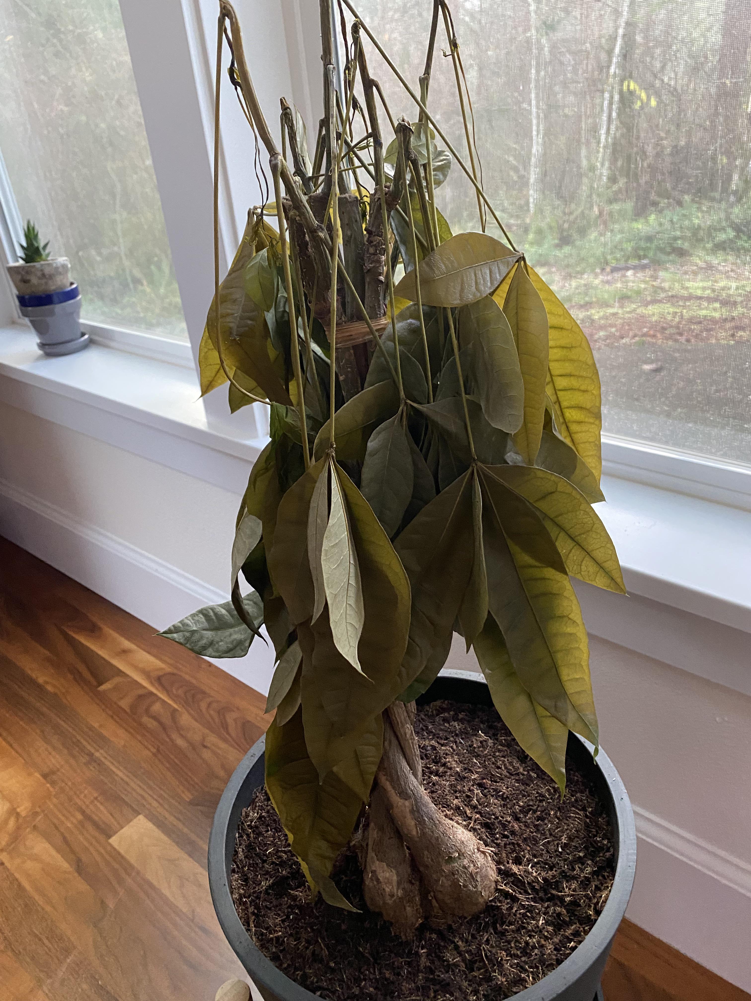 Money tree looking very sad. Not sure if it’s underwatered or