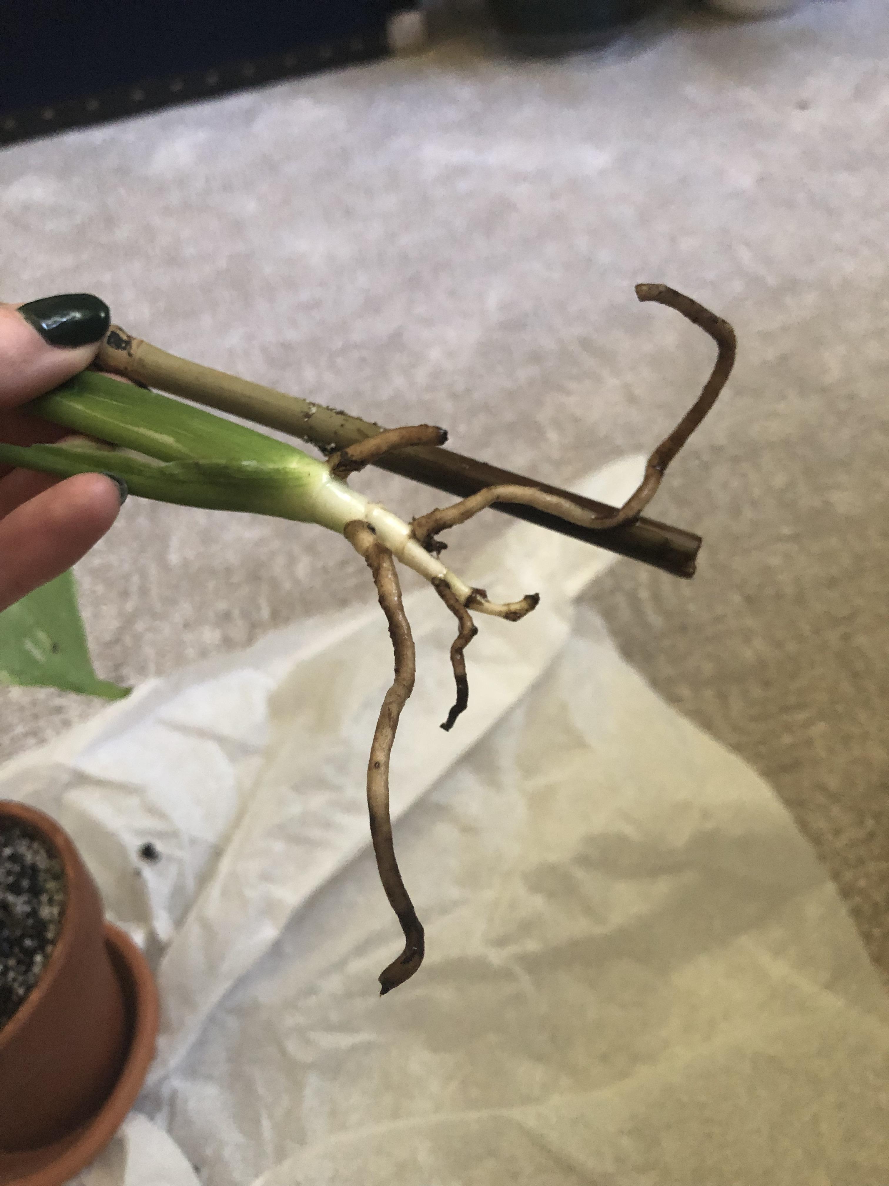 New Thai monstera. Root rot? houseplants