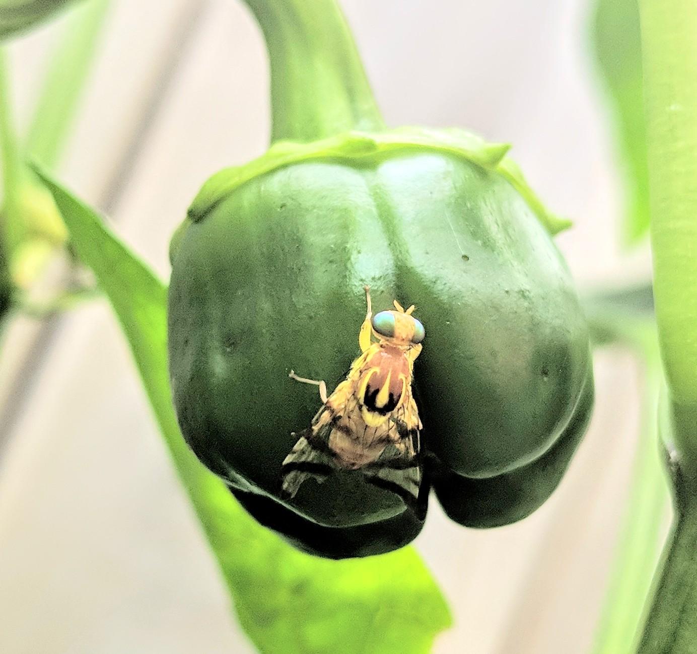 These have been seen all over our jalapeno plants and peppers, and all