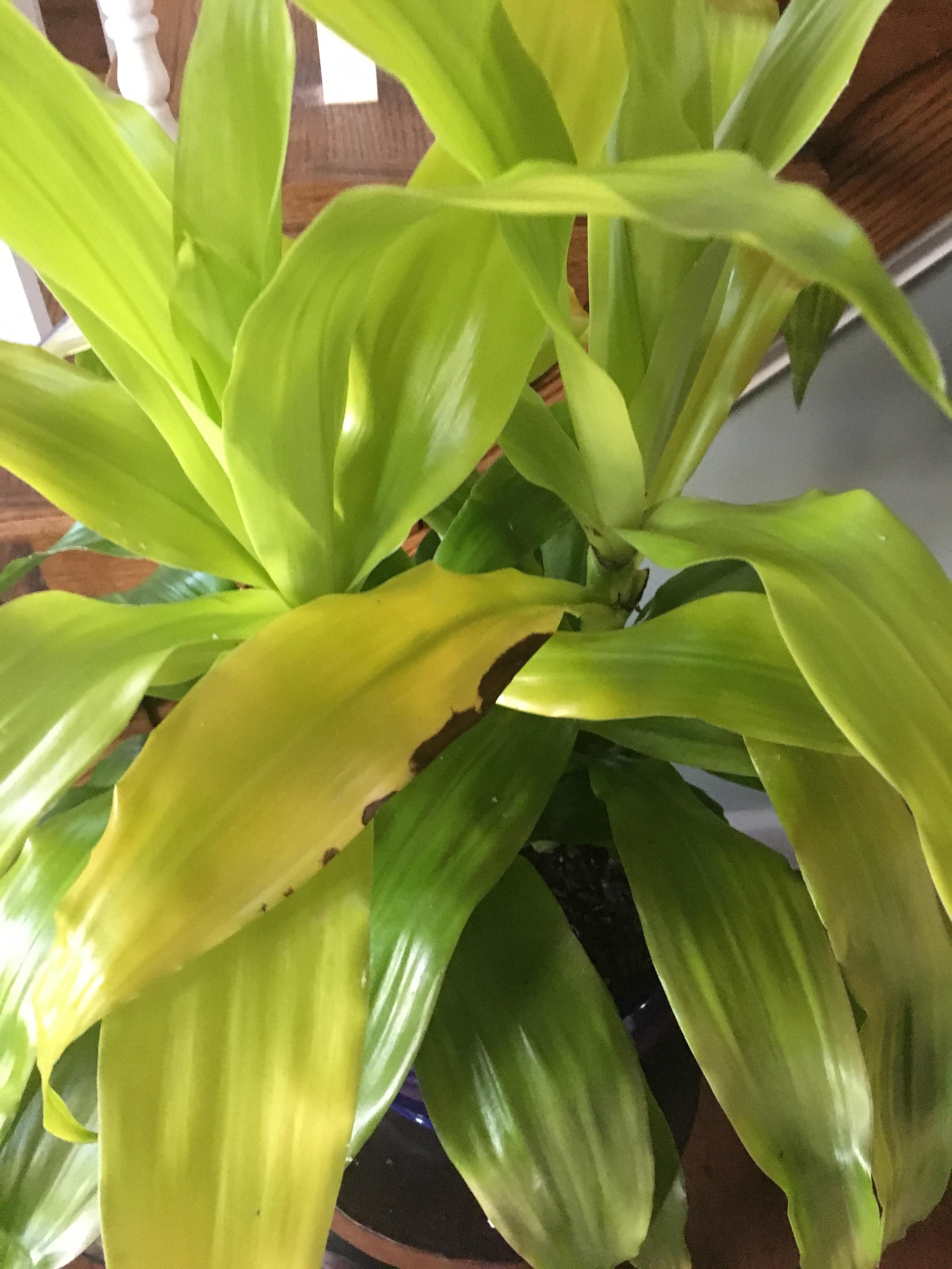 Help! Why does my Limelight Dracaena have black spots on some leafs