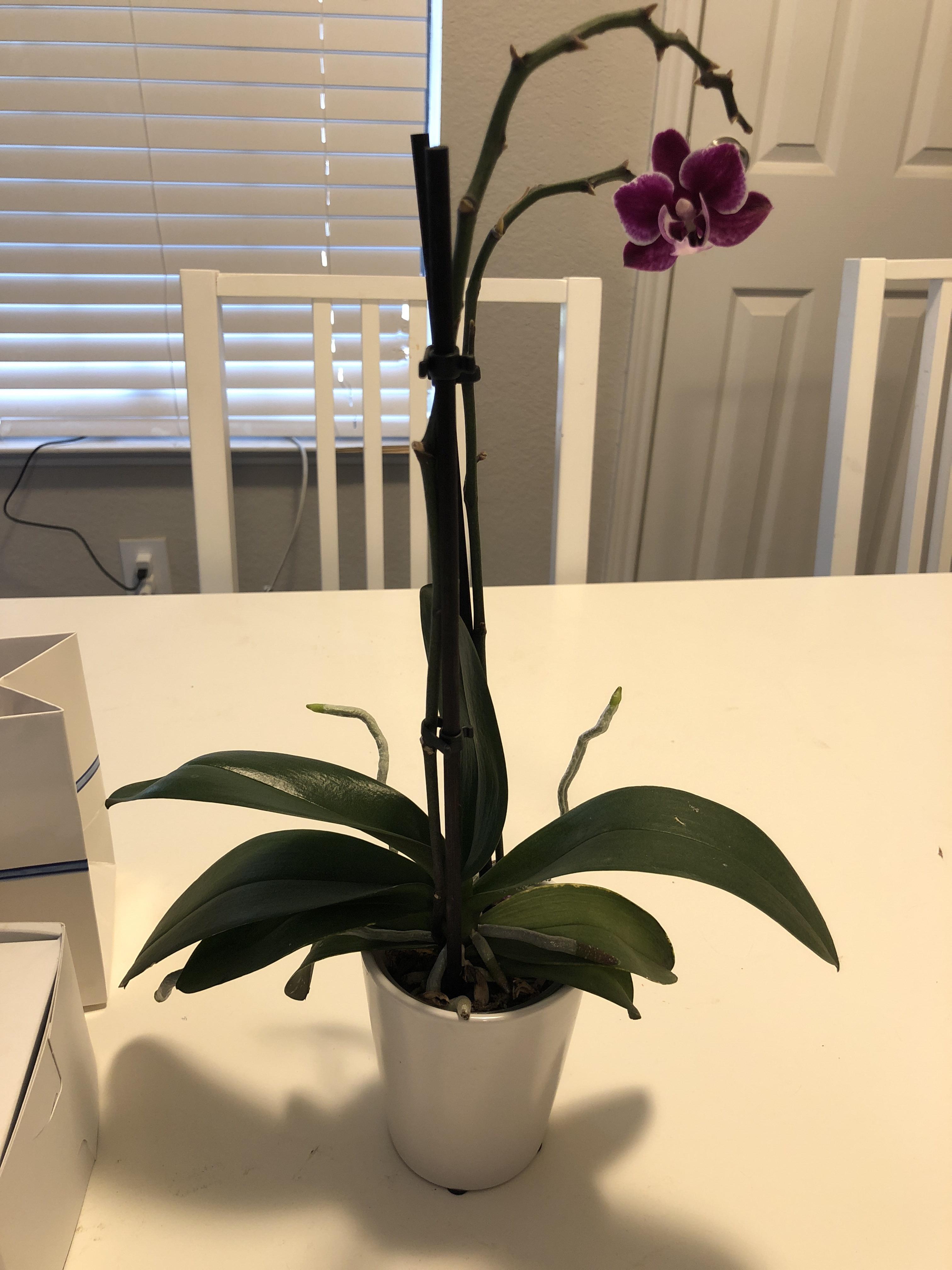 Do I need to repot my orchid? r/orchids