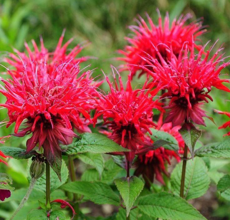 Scarlet Bee Balm r/flowers