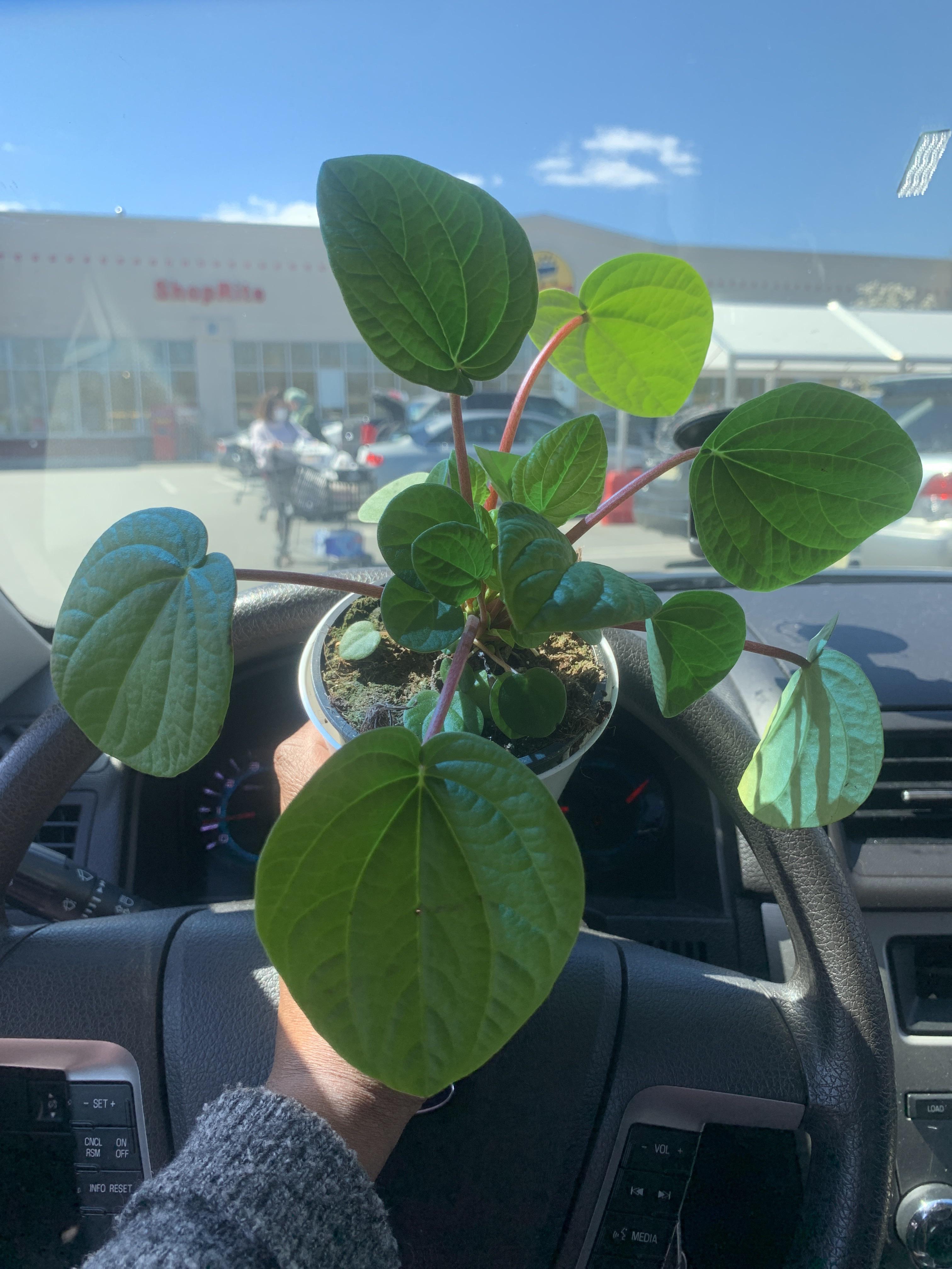 I NEVER buy plants from Shoprite, yet here I am outside of Shoprite