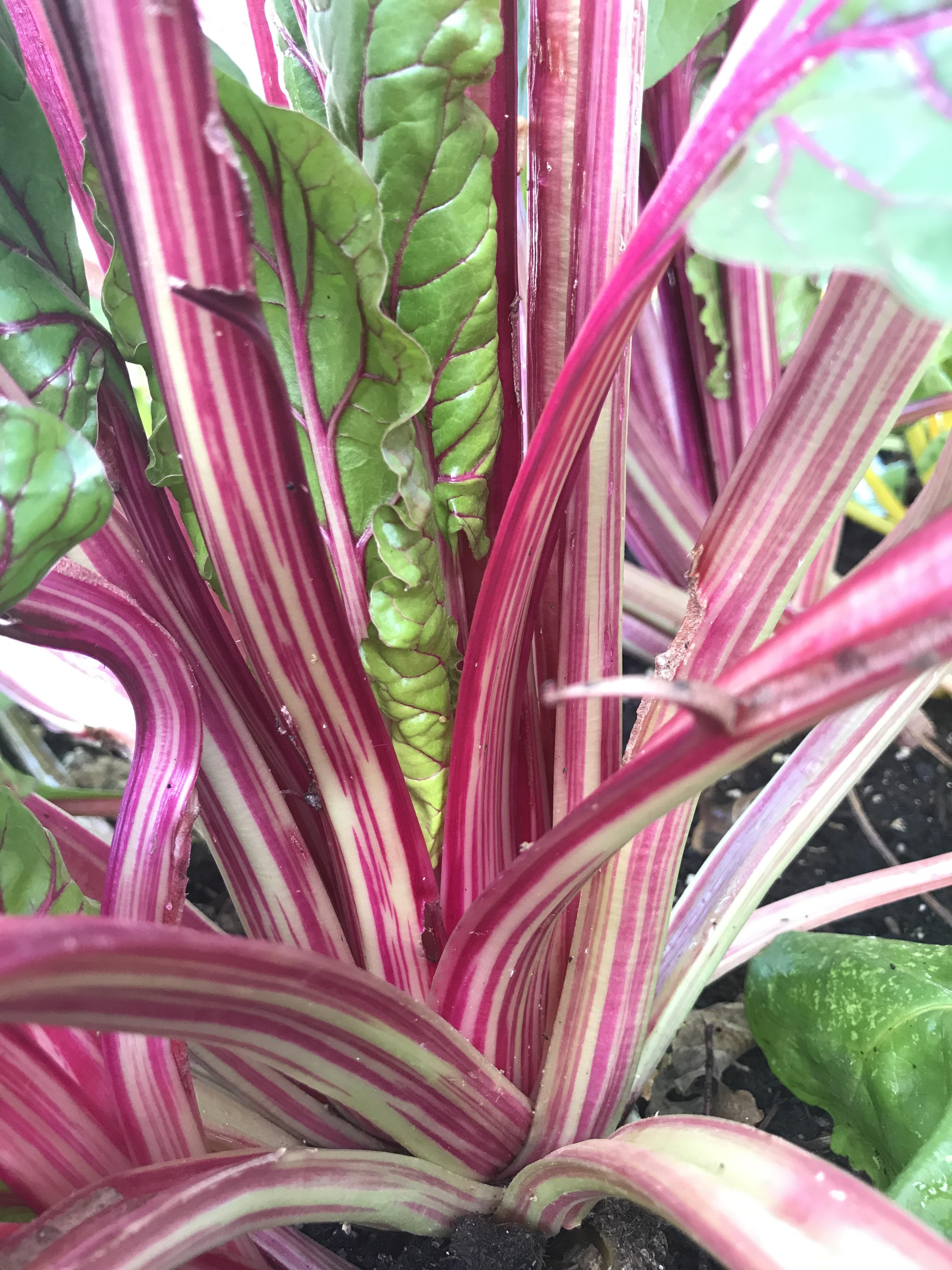 Some beautiful rainbow chard that I am growing in my greenhouse! There
