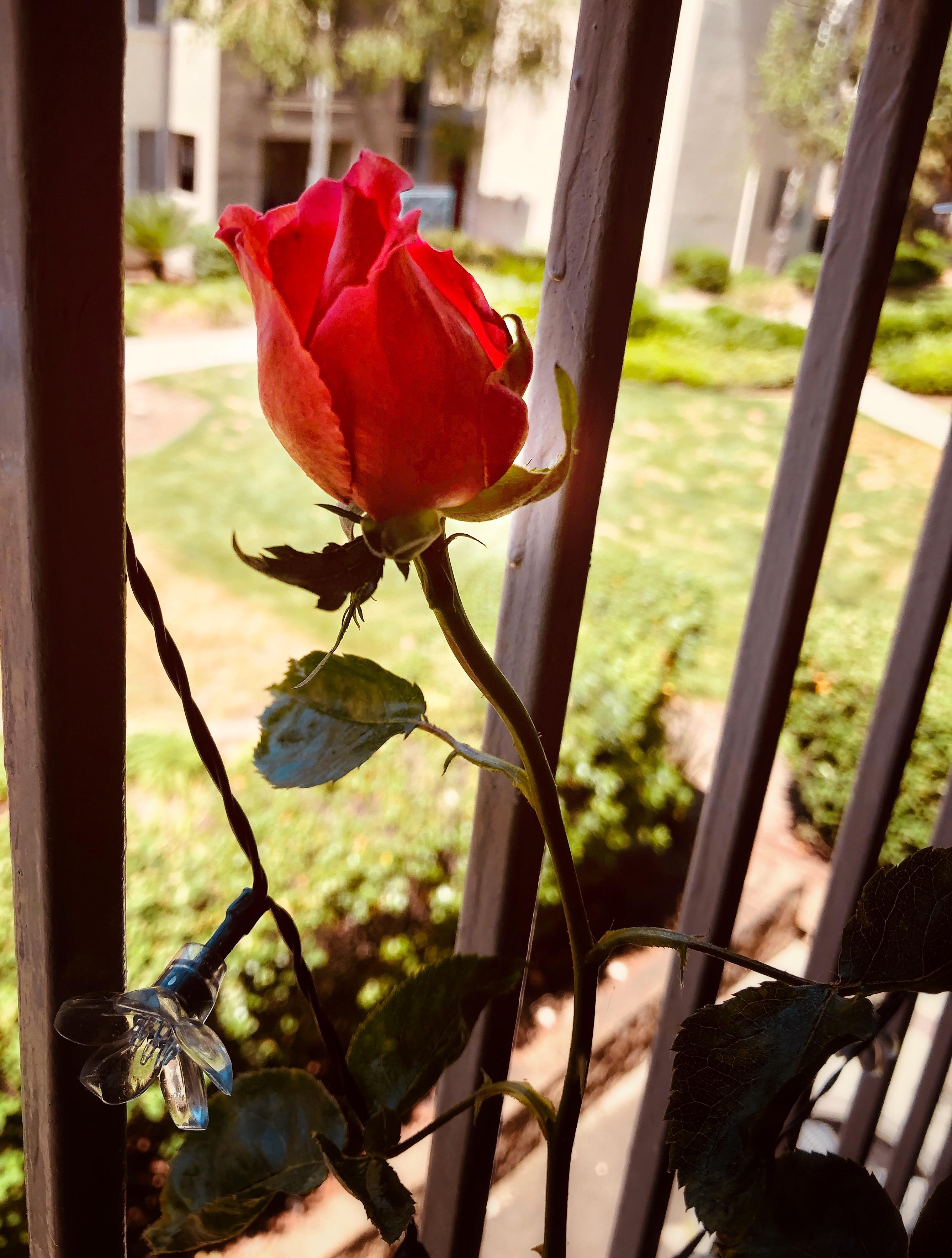 My first Rose blooming. I never thought I could do gardening. And to