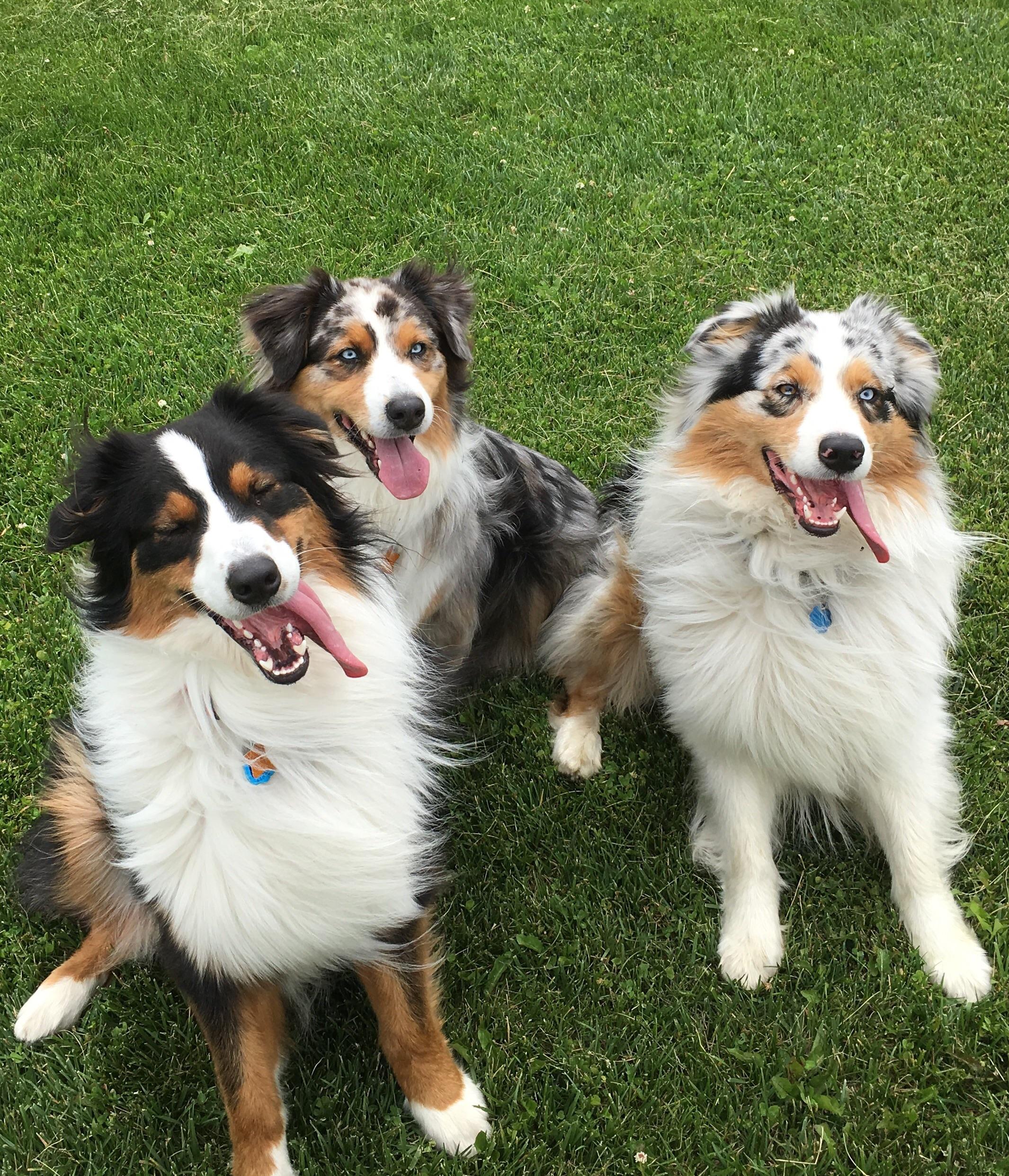 Three very happy aussies : Eyebleach