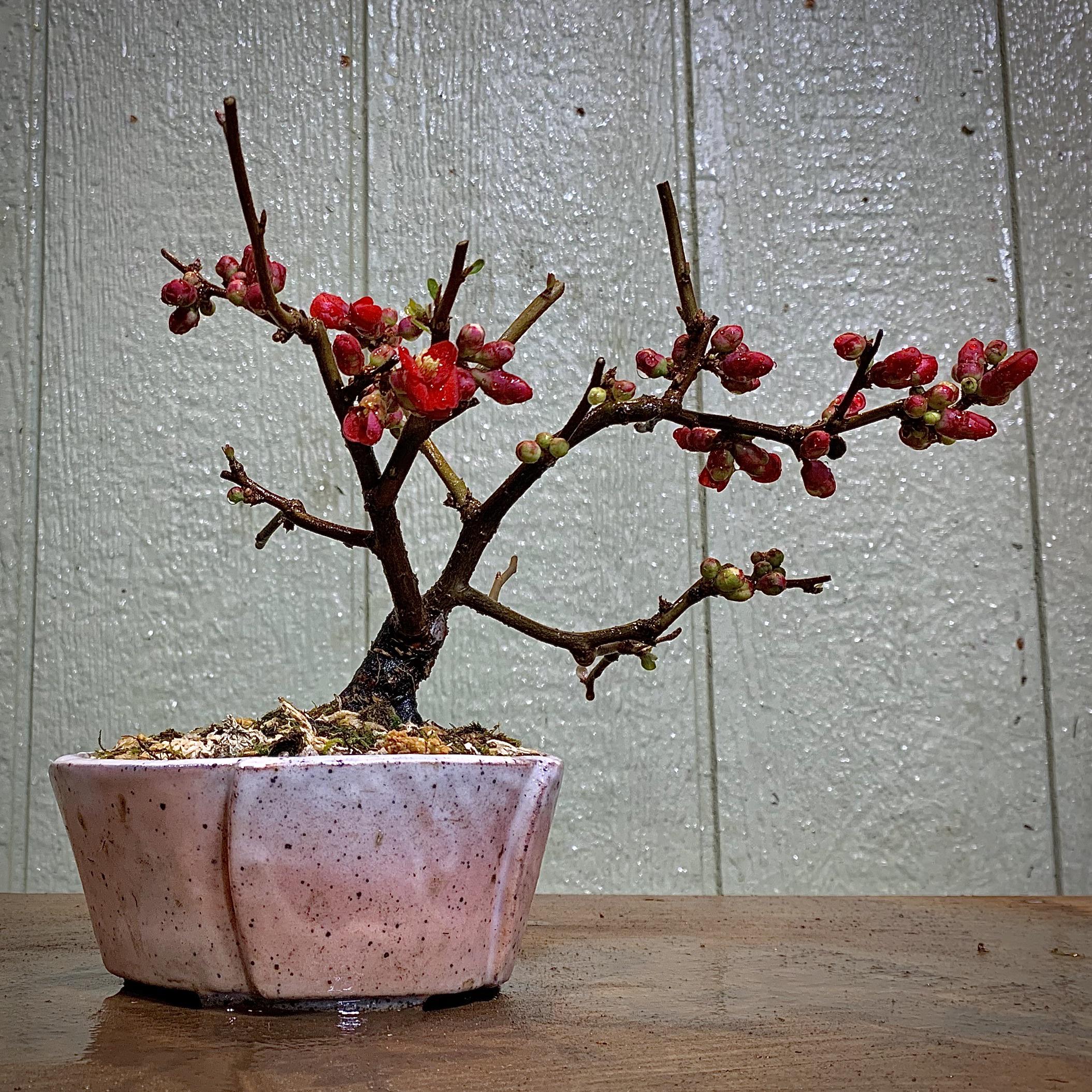 Flowering Quince For Sale Near Me Quince Photo Shoot at Villa