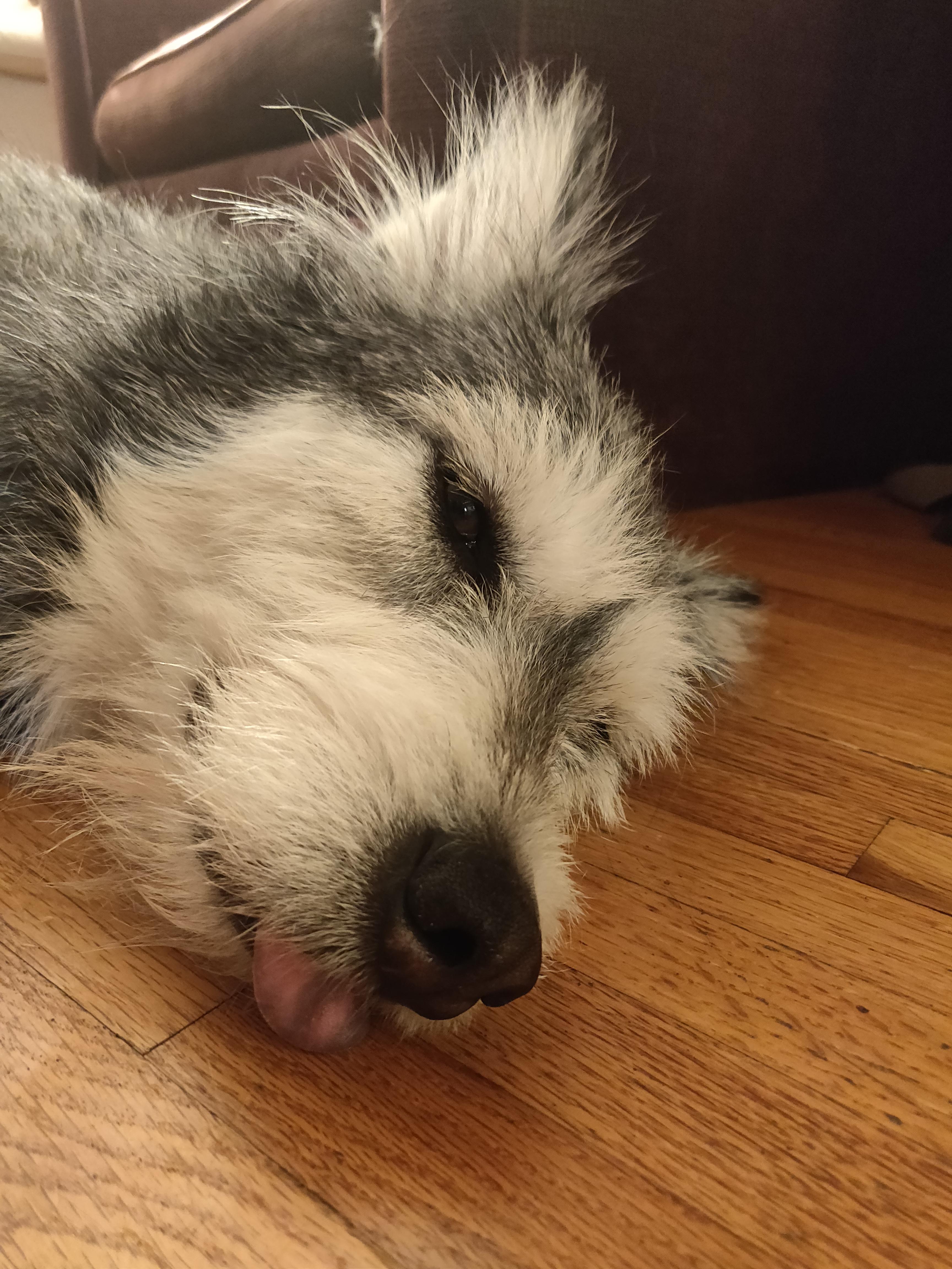 Ate toothbrush, went to doctor, took nap. Still a good girl. r/husky